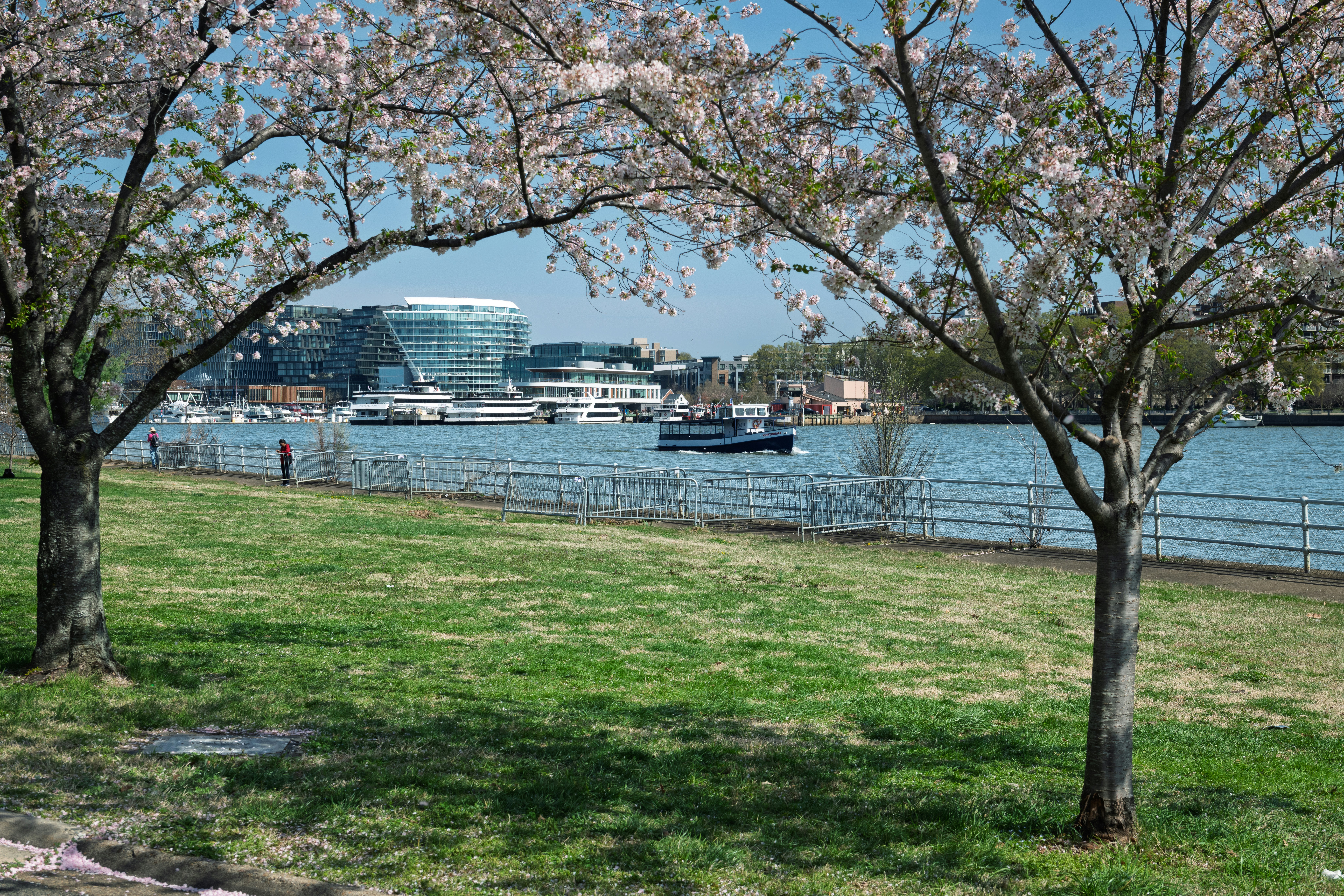 Cherry blossoms frame a waterfront cityscape with a boat.