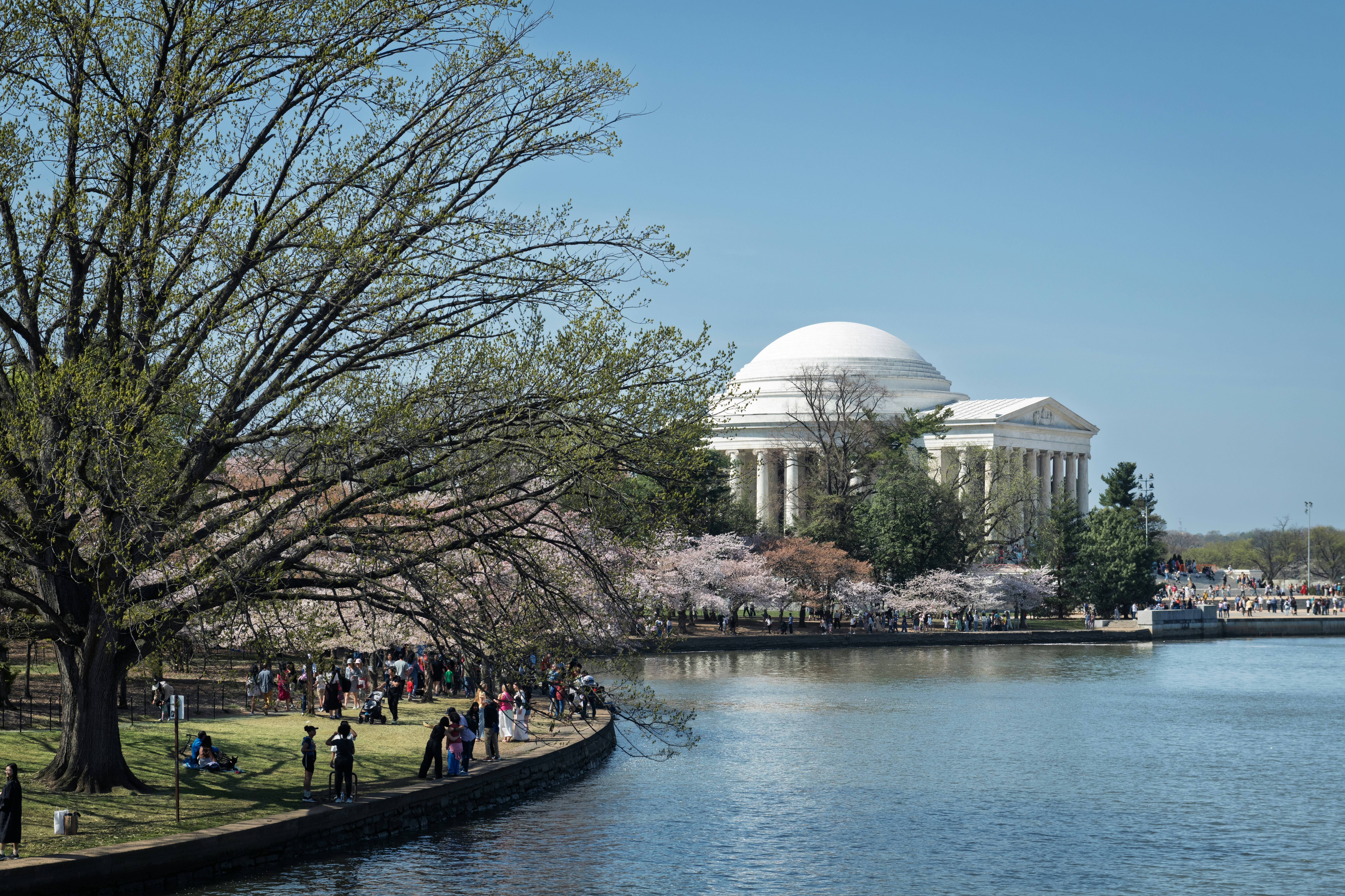 Jefferson memorial surrounded by cherry blossoms and water
