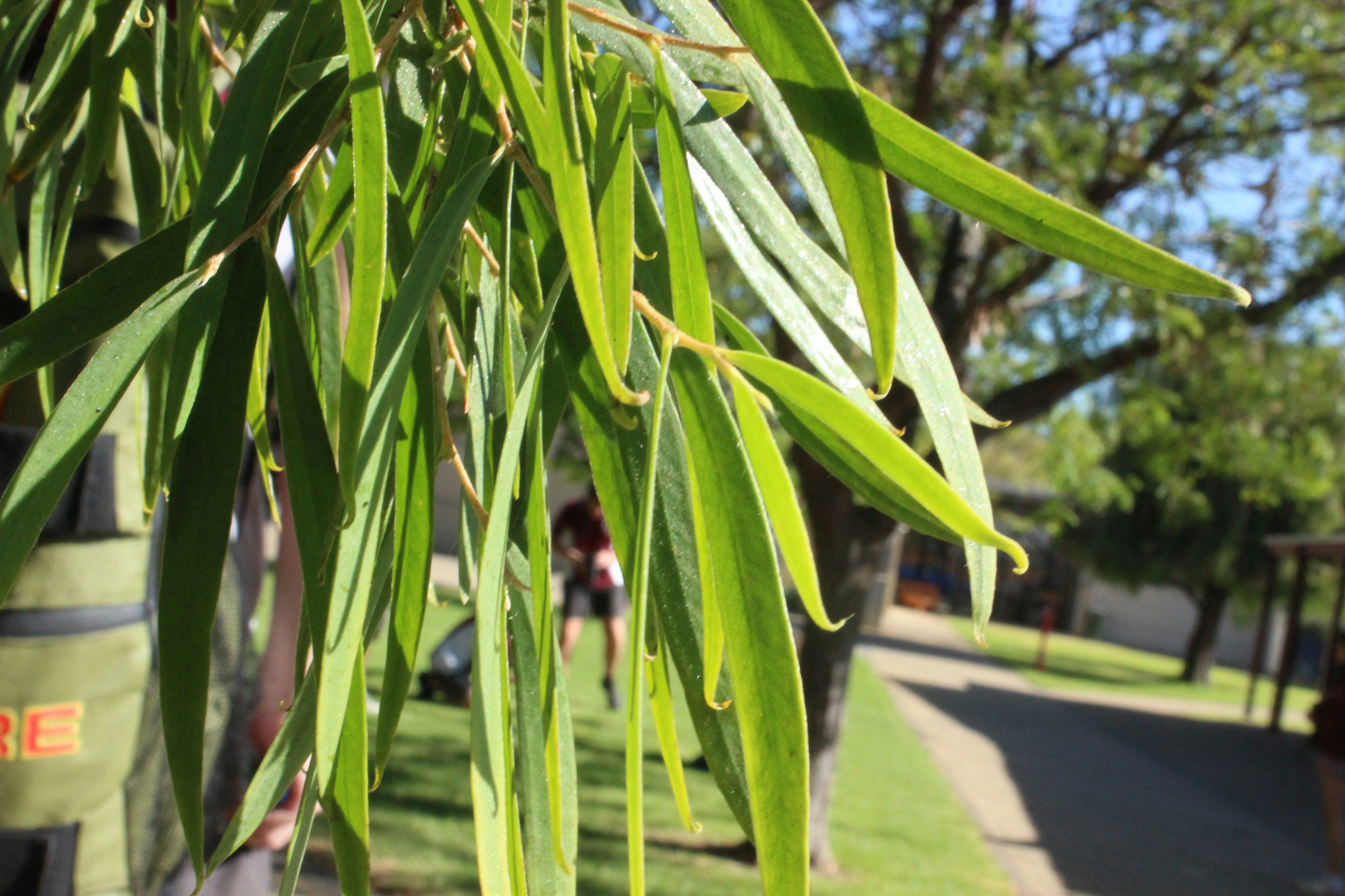 Willow branches beside a path