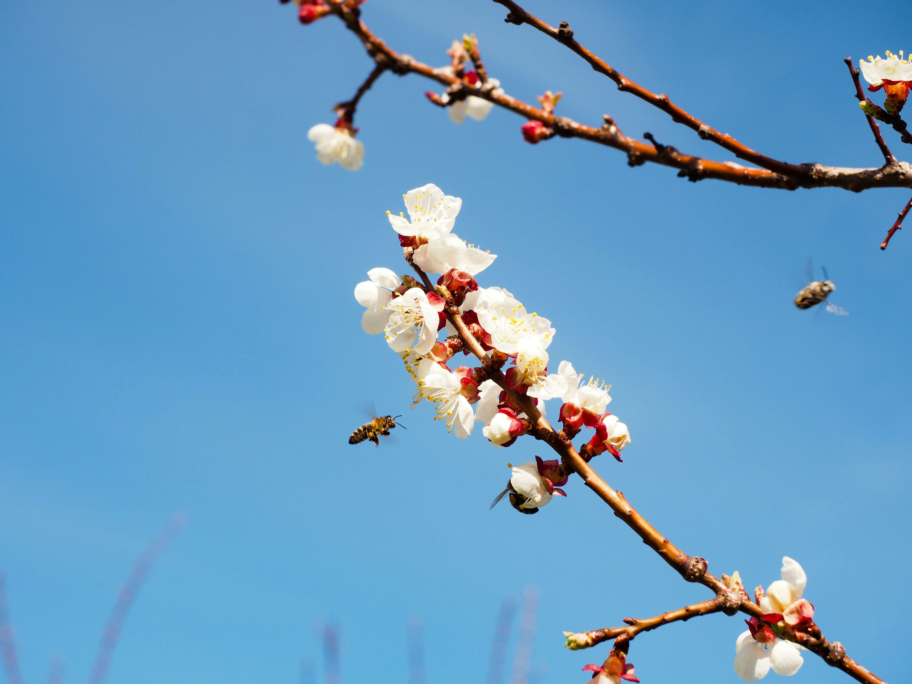 Photo by kalebsimanton