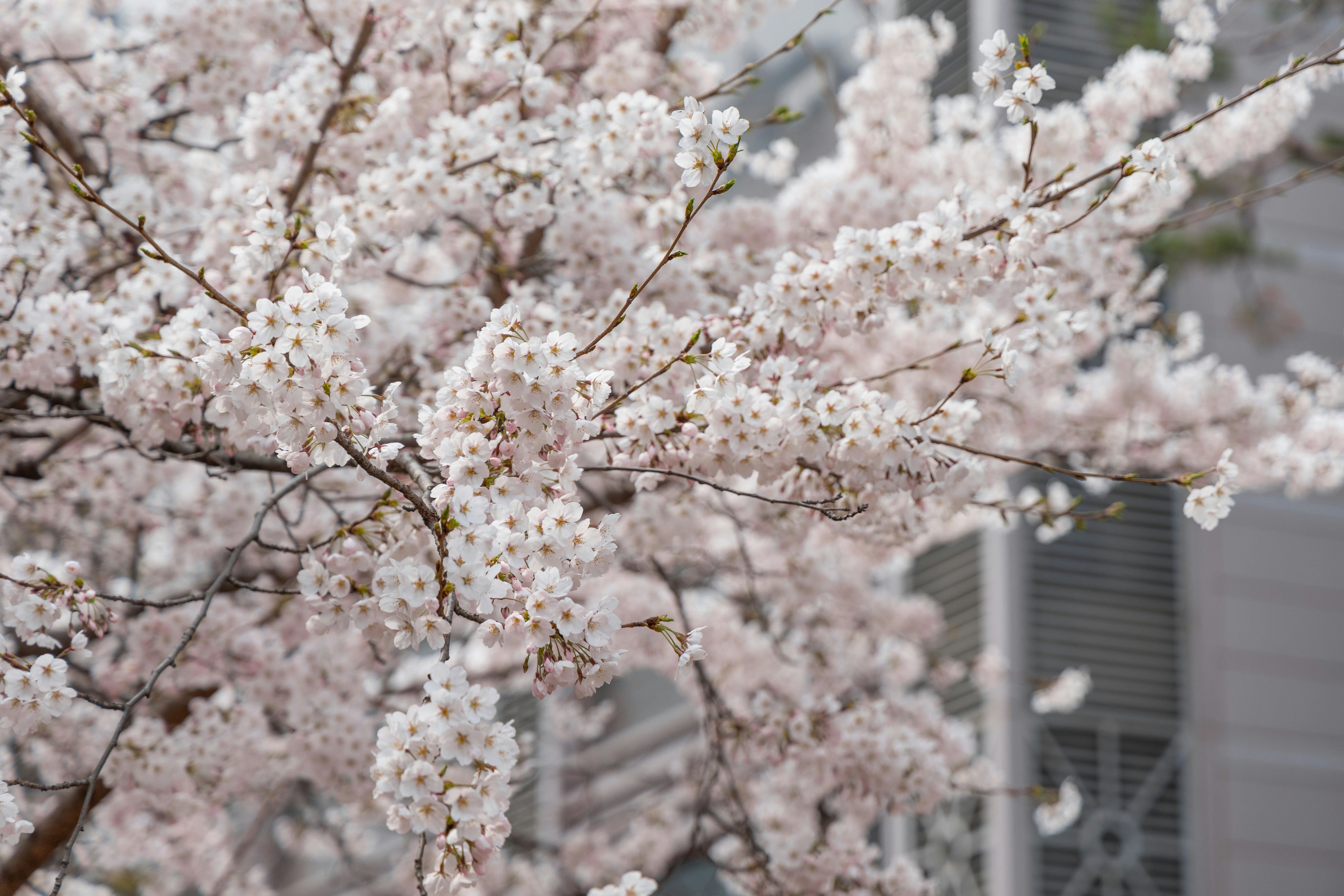 Photo by seoul_lover_lily