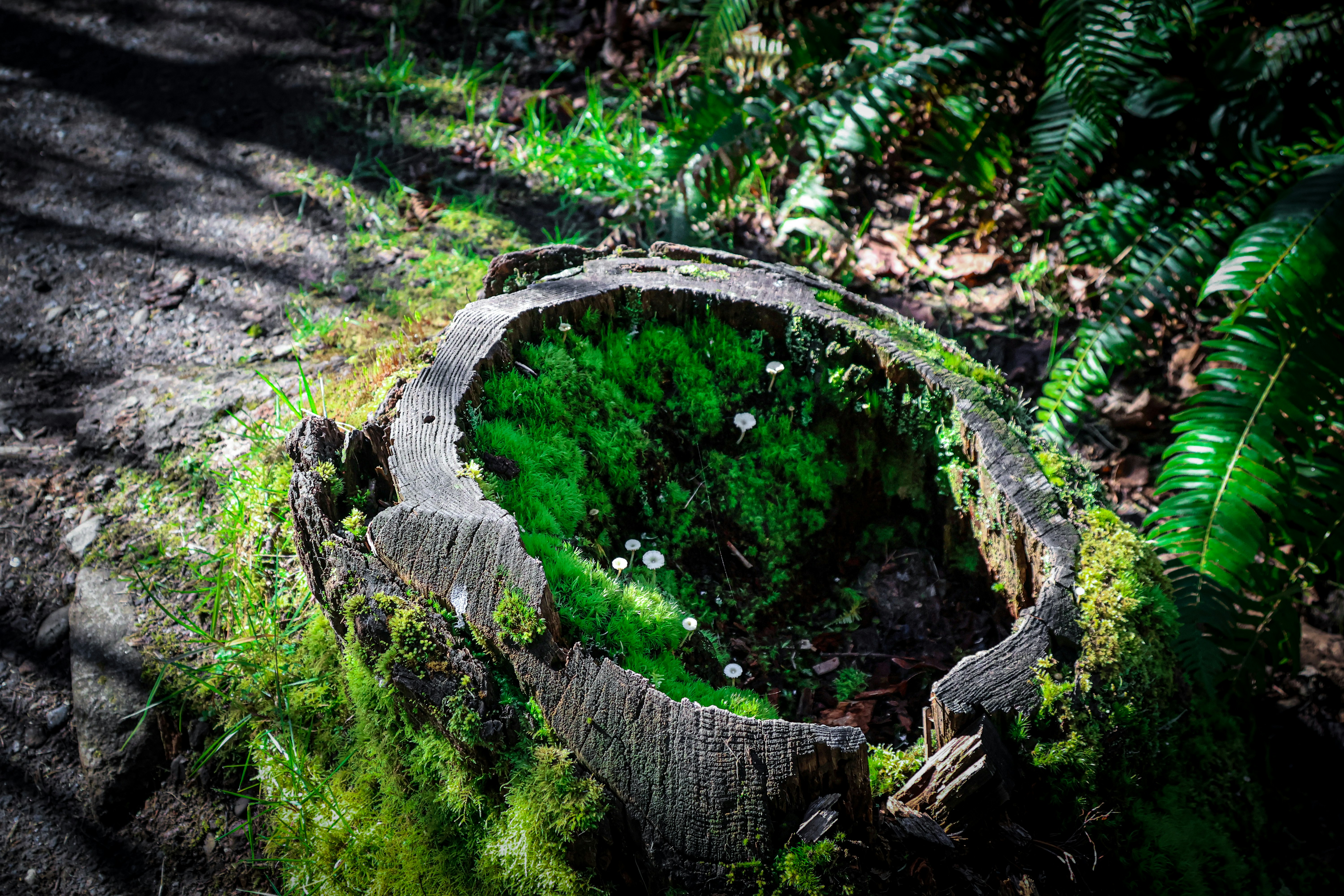La mousse et les petits champignons poussent dans une souche creuse d’arbre.
