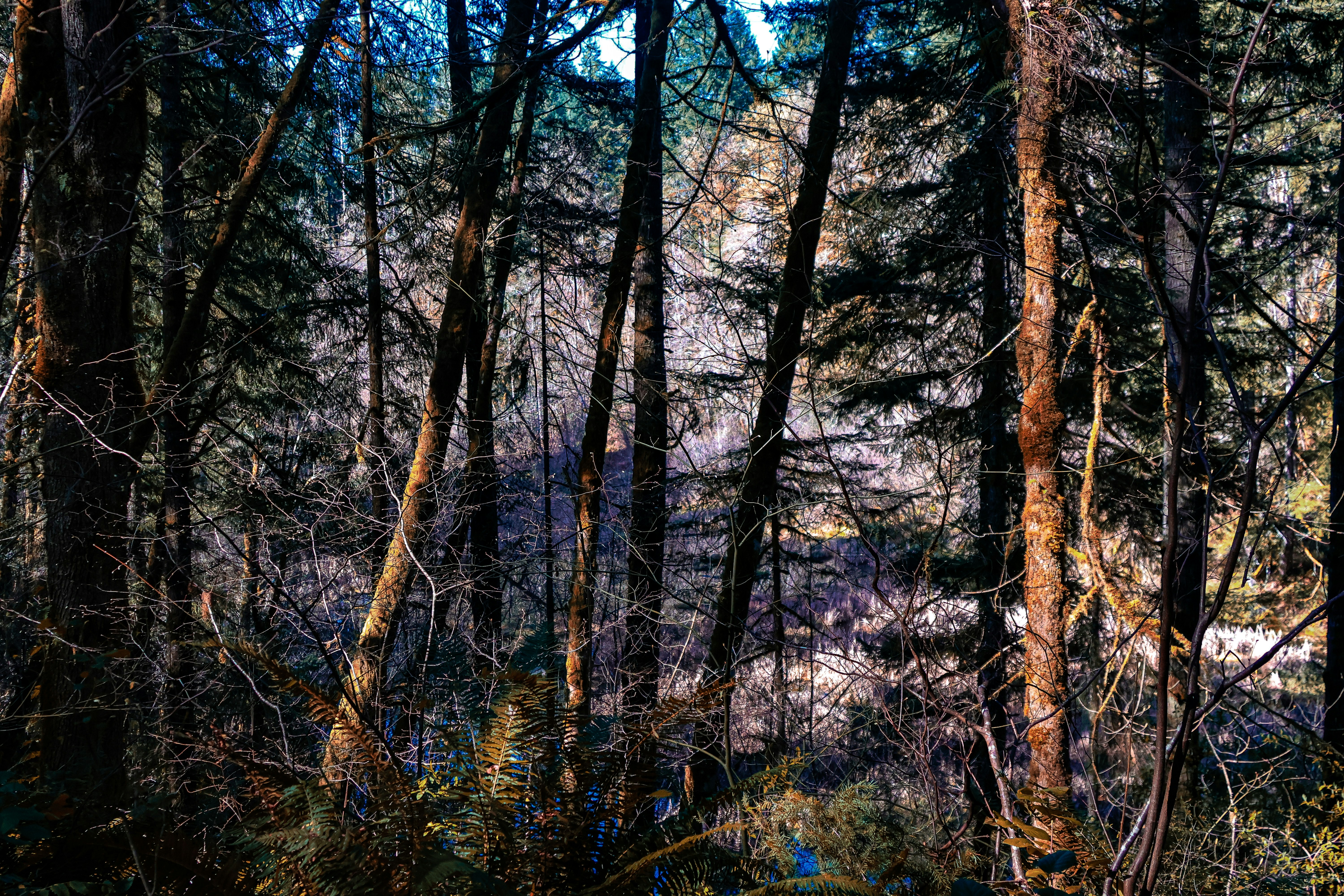 Forêt dense avec de grands arbres et sous-bois