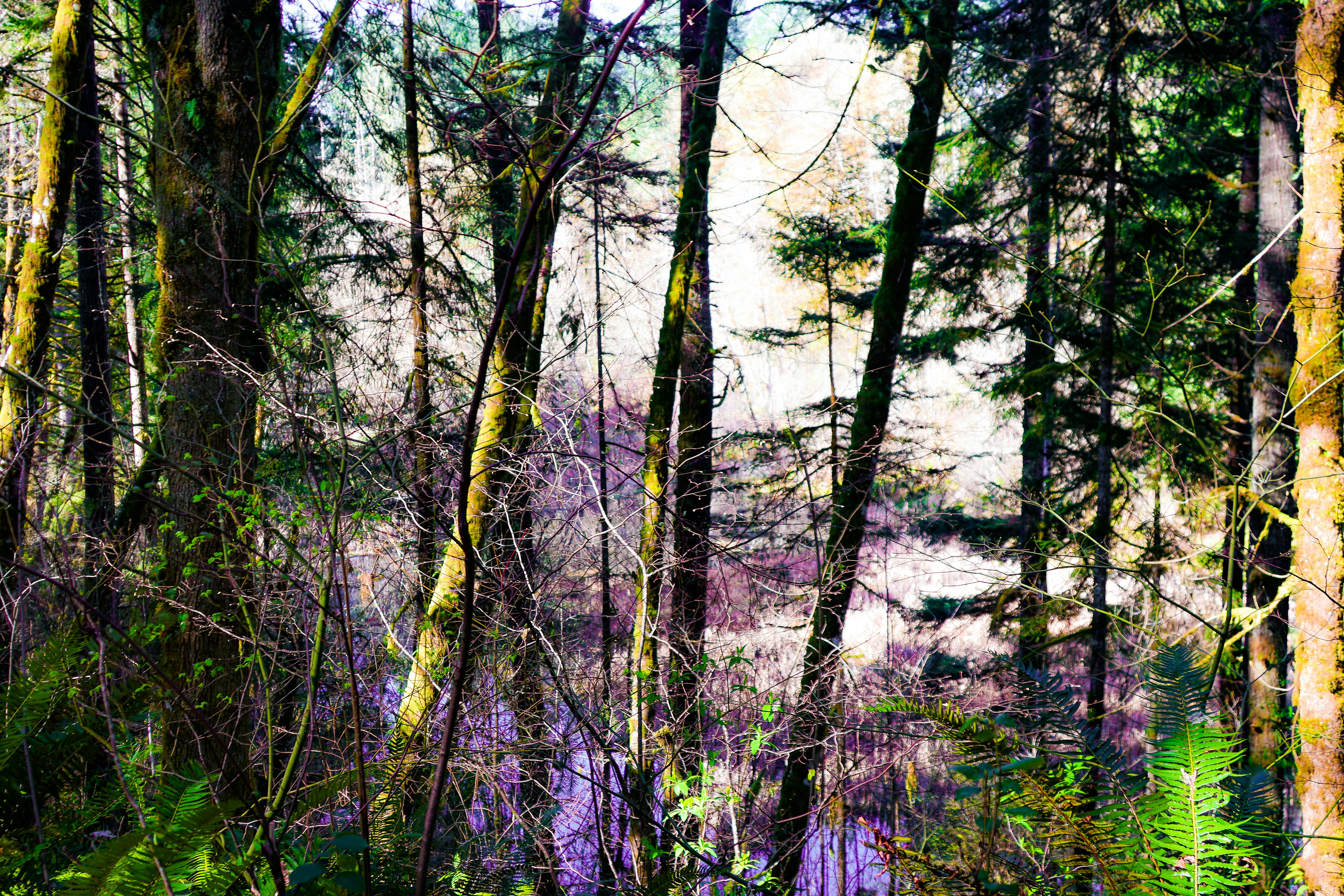 La lumière du soleil filtrant à travers une dense canopée forestière.