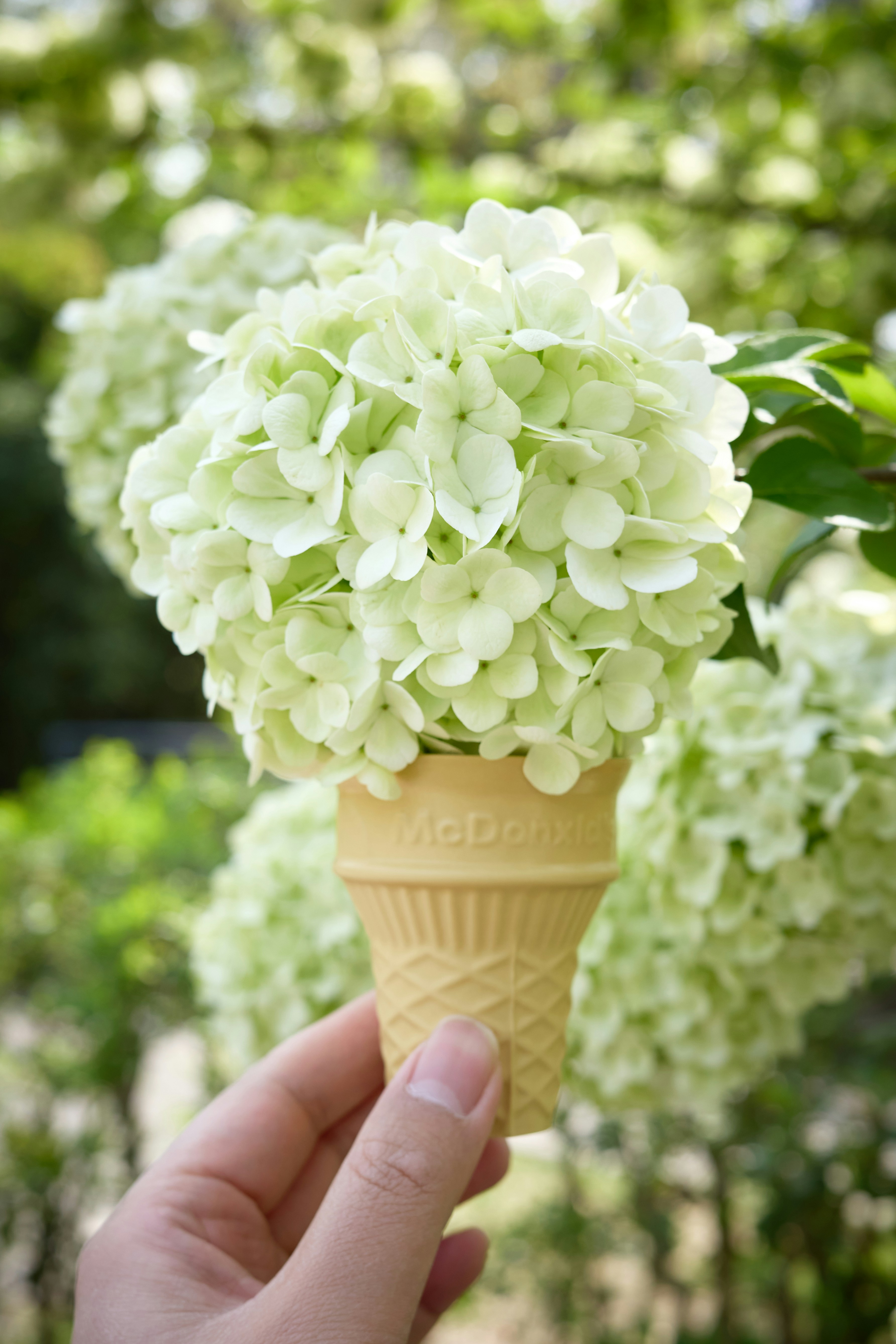Ice cream cone filled with delicate white flowers