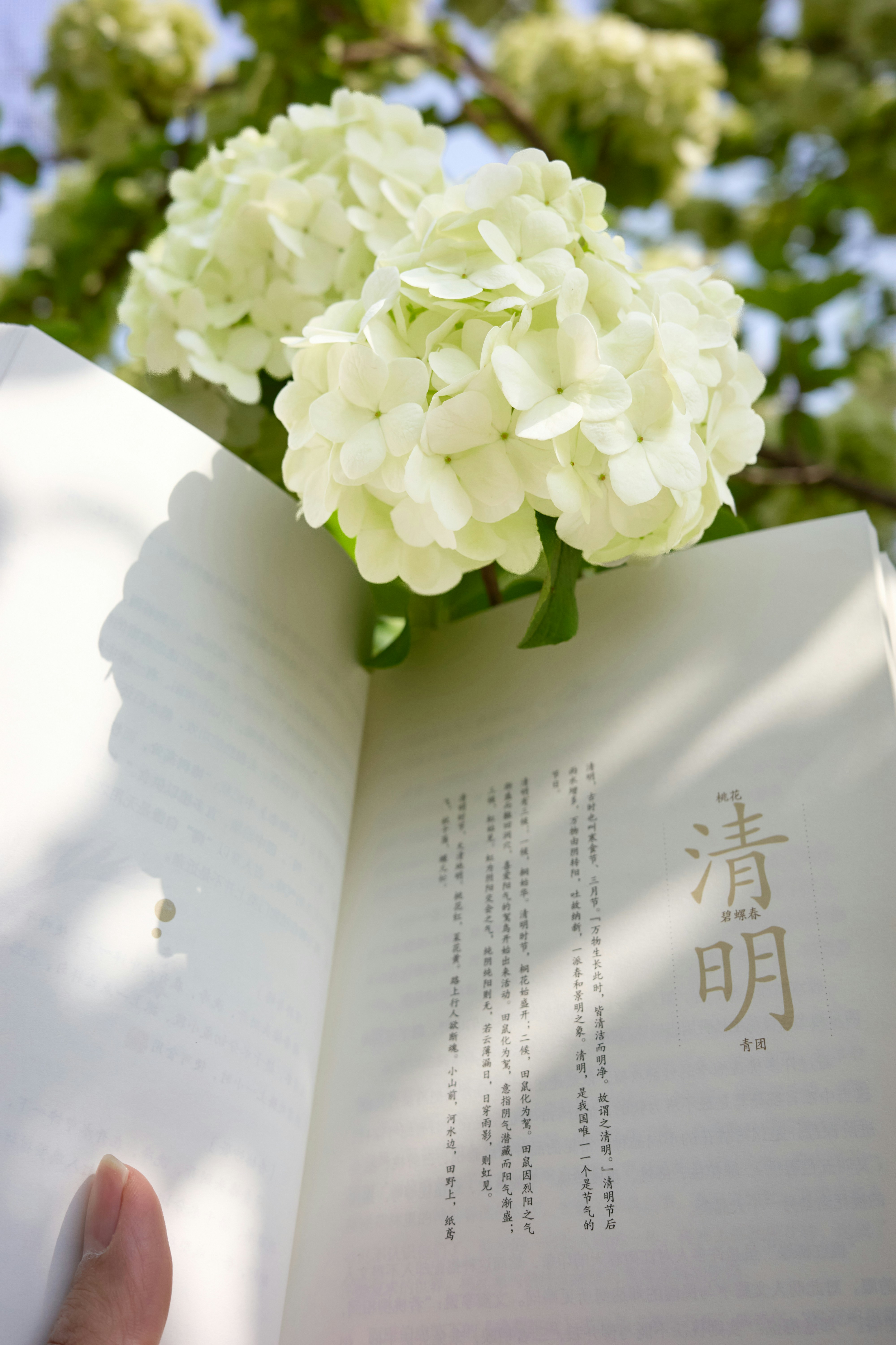White hydrangeas above an open book with chinese text.