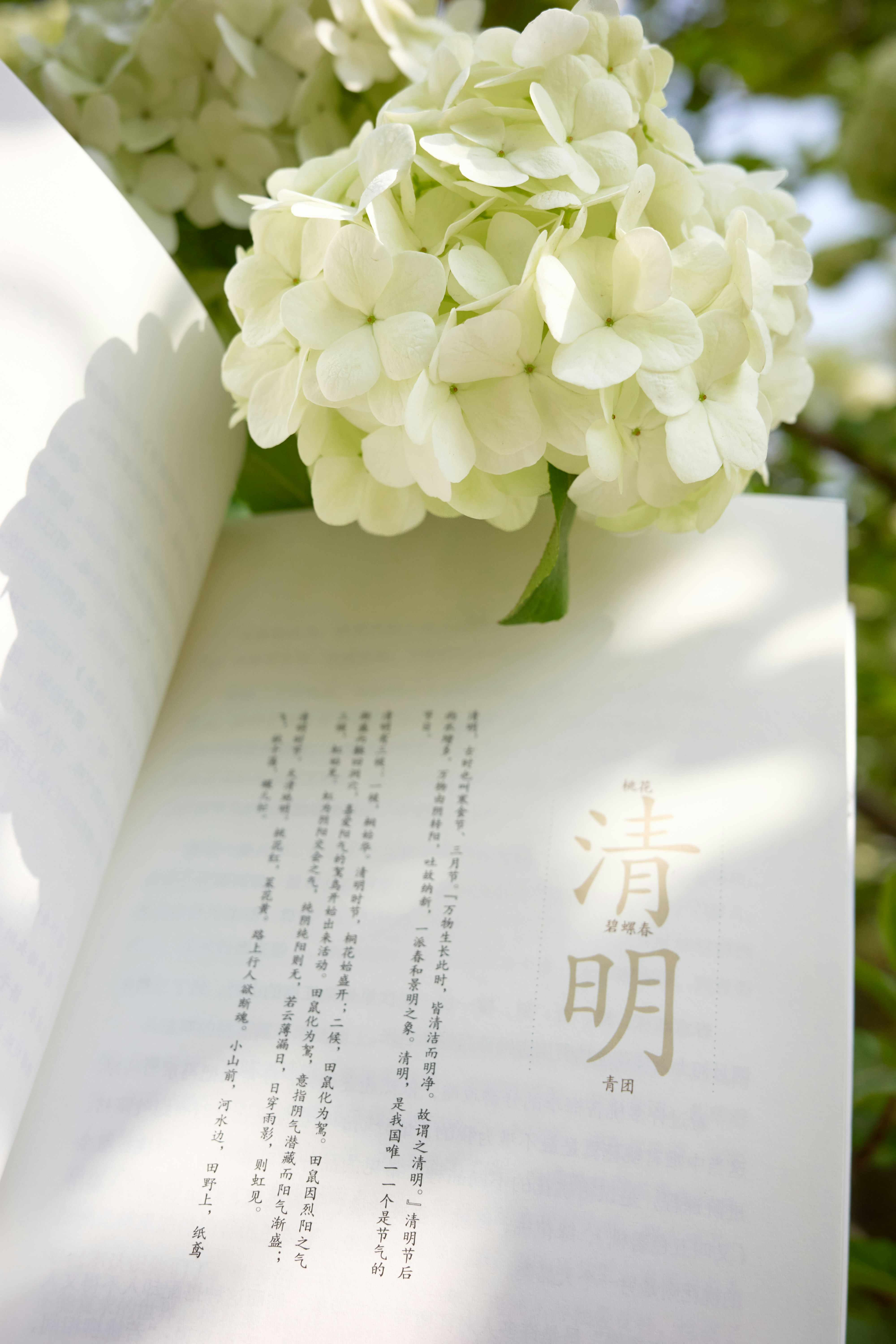 White flowers rest on an open book with text.