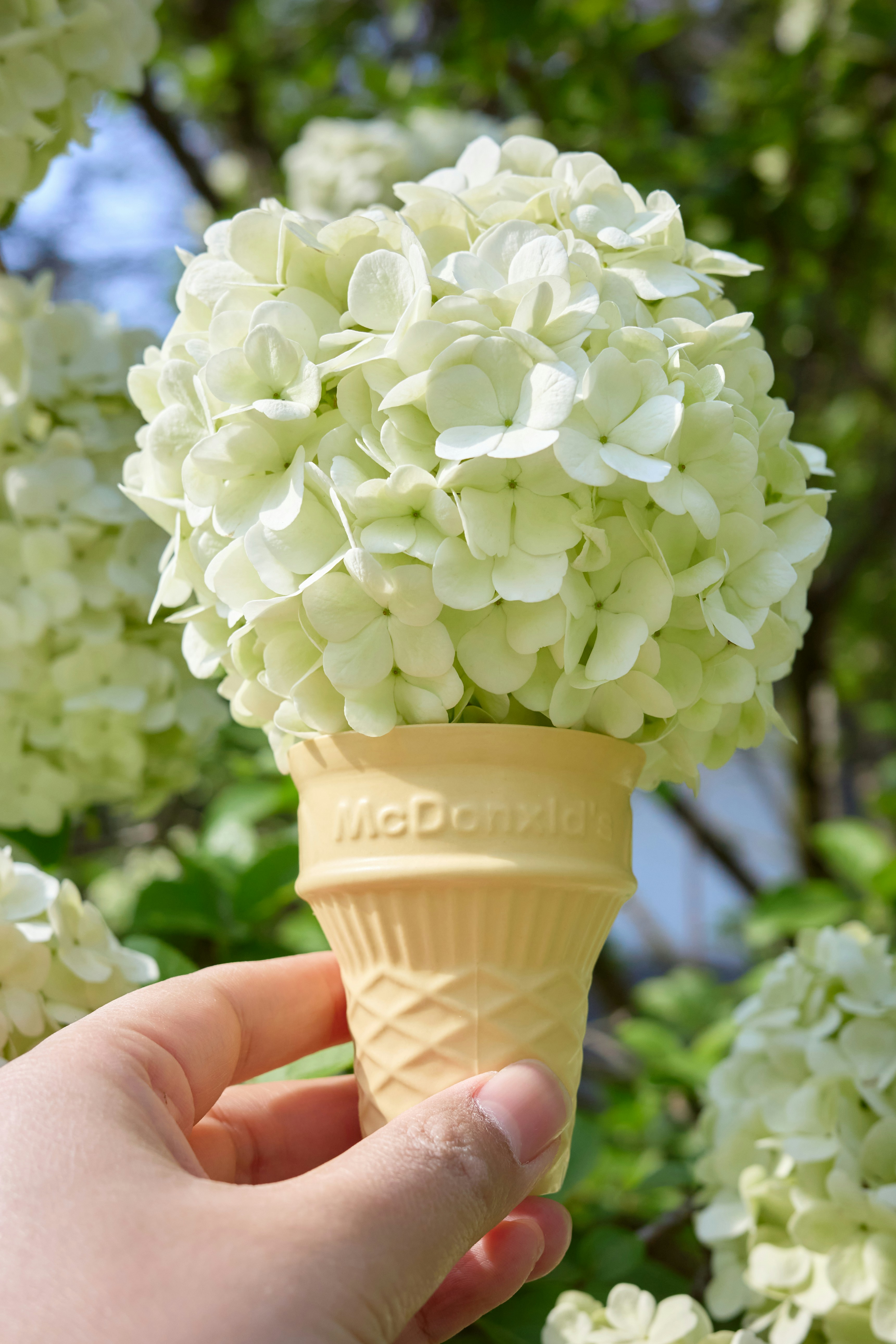 White hydrangea flowers in an ice cream cone.