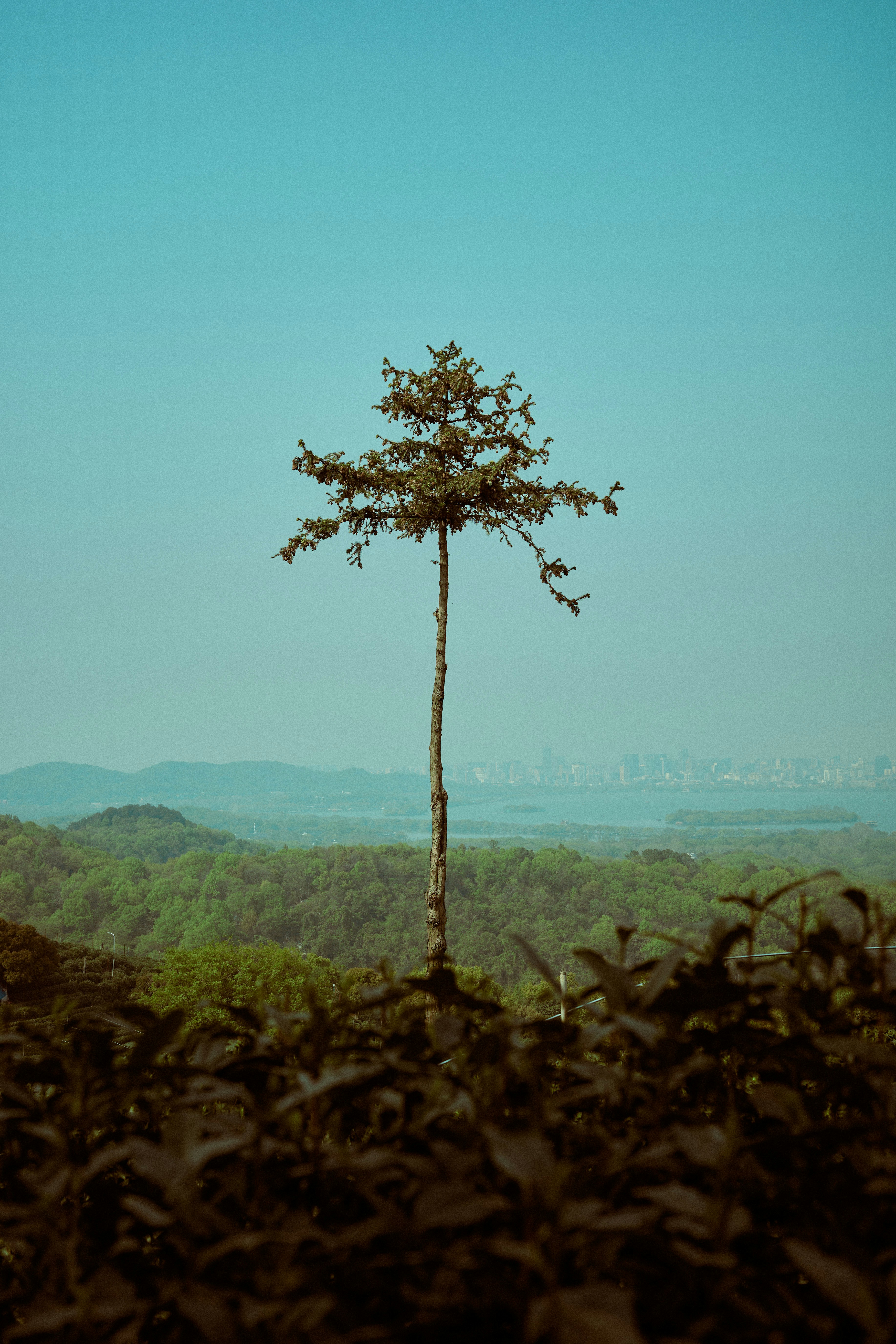Lone tree stands on a hill overlooking a distant city.