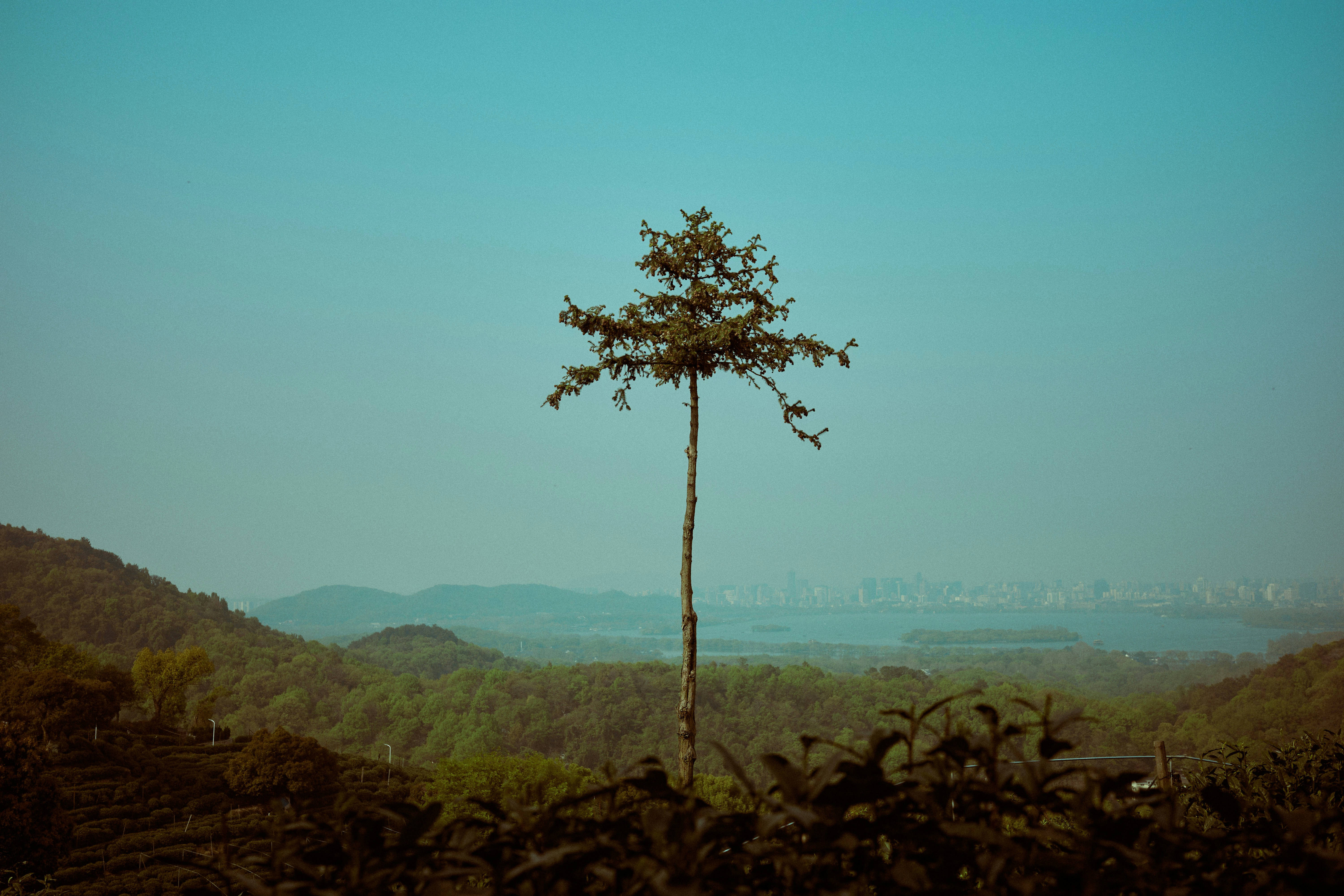 Solitary pine tree stands against a clear blue sky.