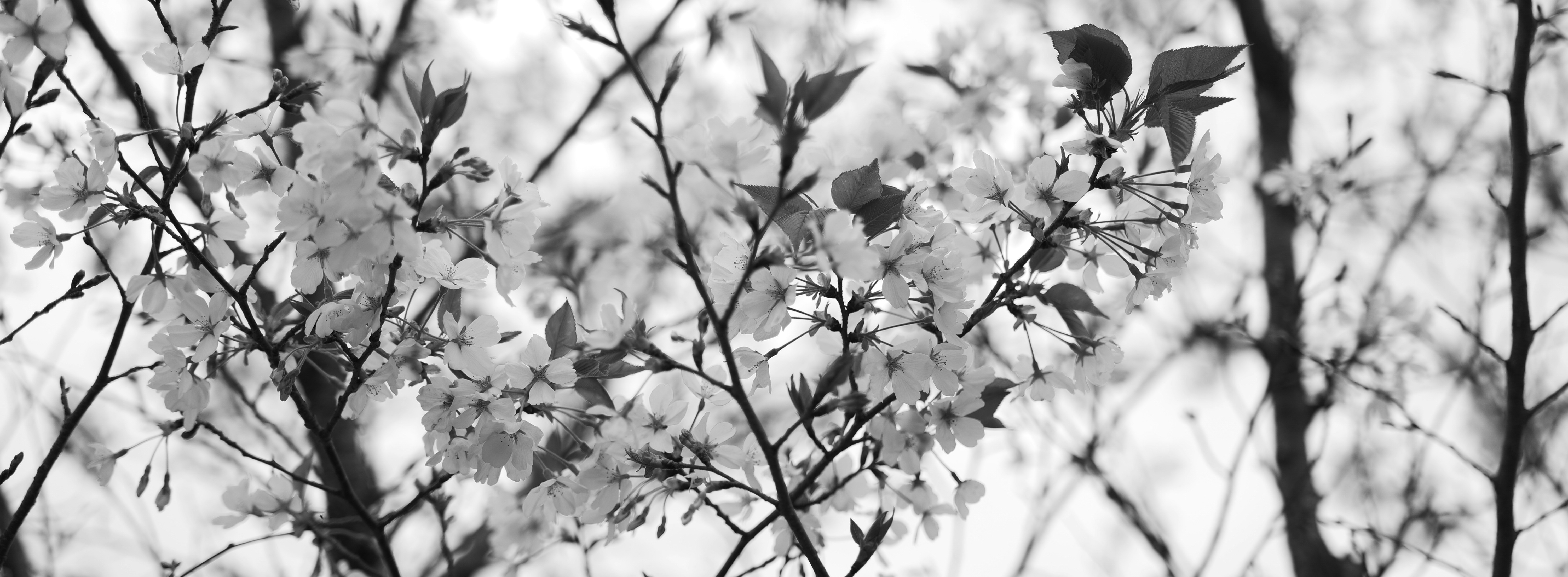 Photo by langtanghq