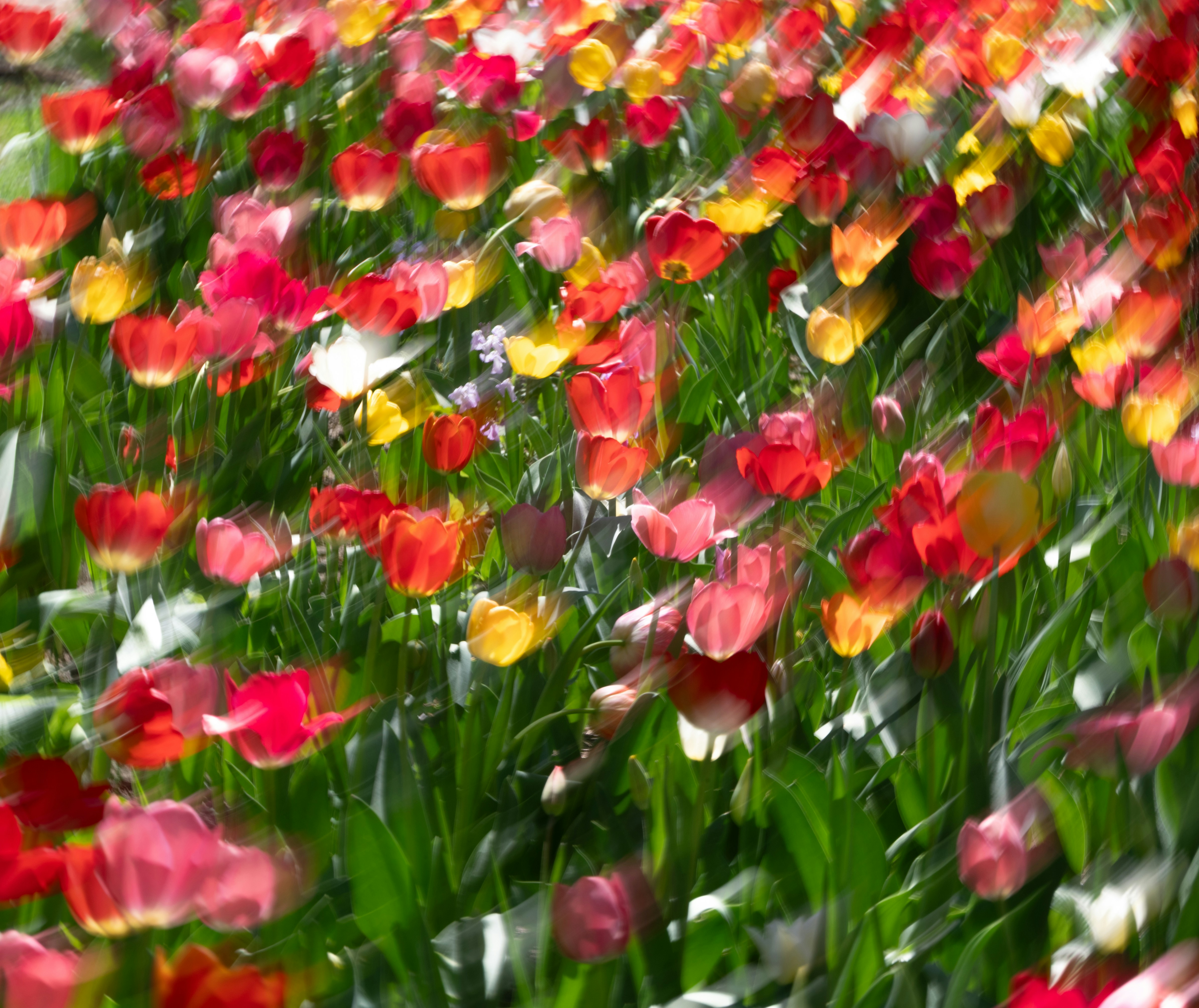 A field of colorful tulips in motion blur