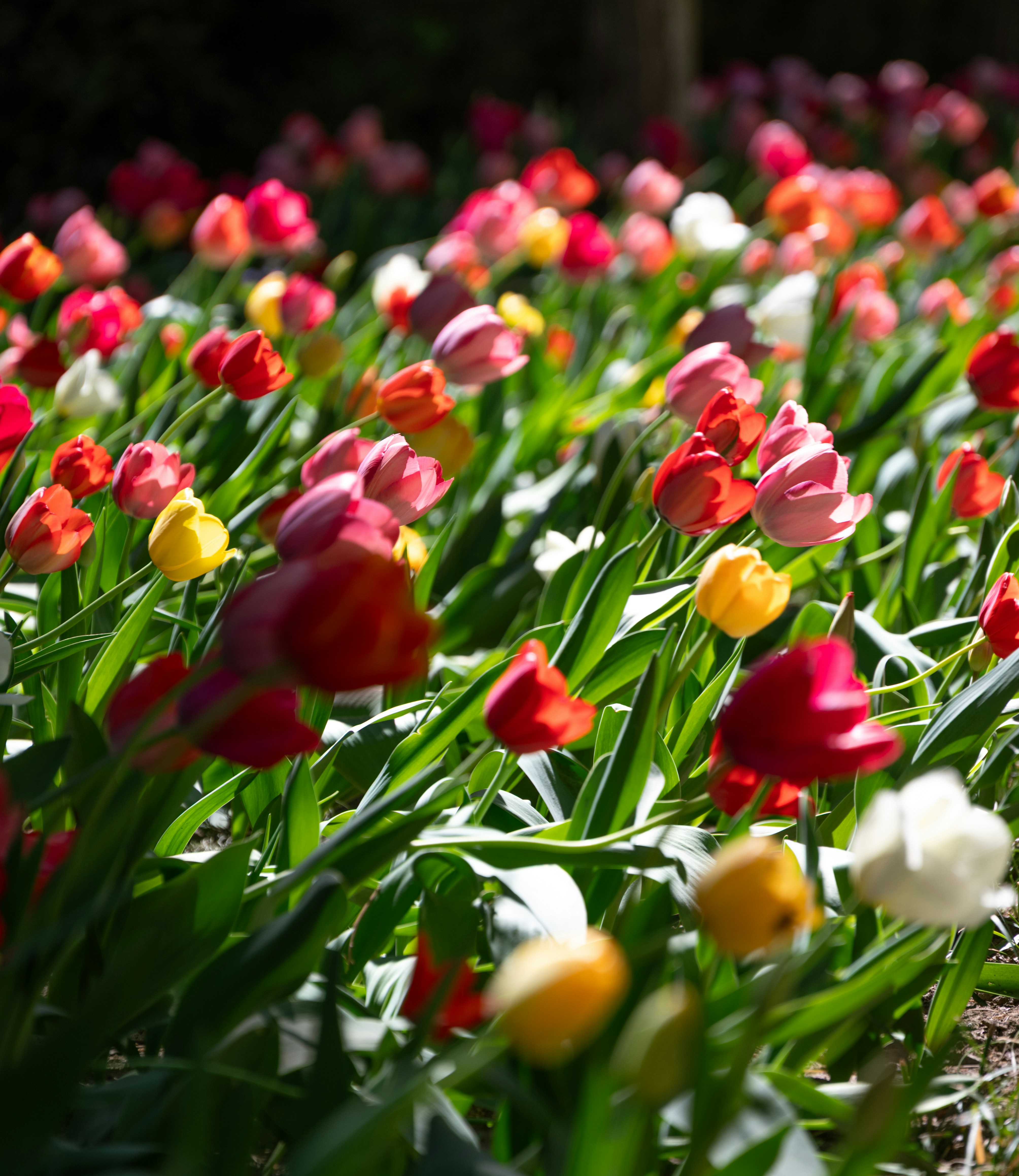 Field of colorful tulips blooming in sunlight