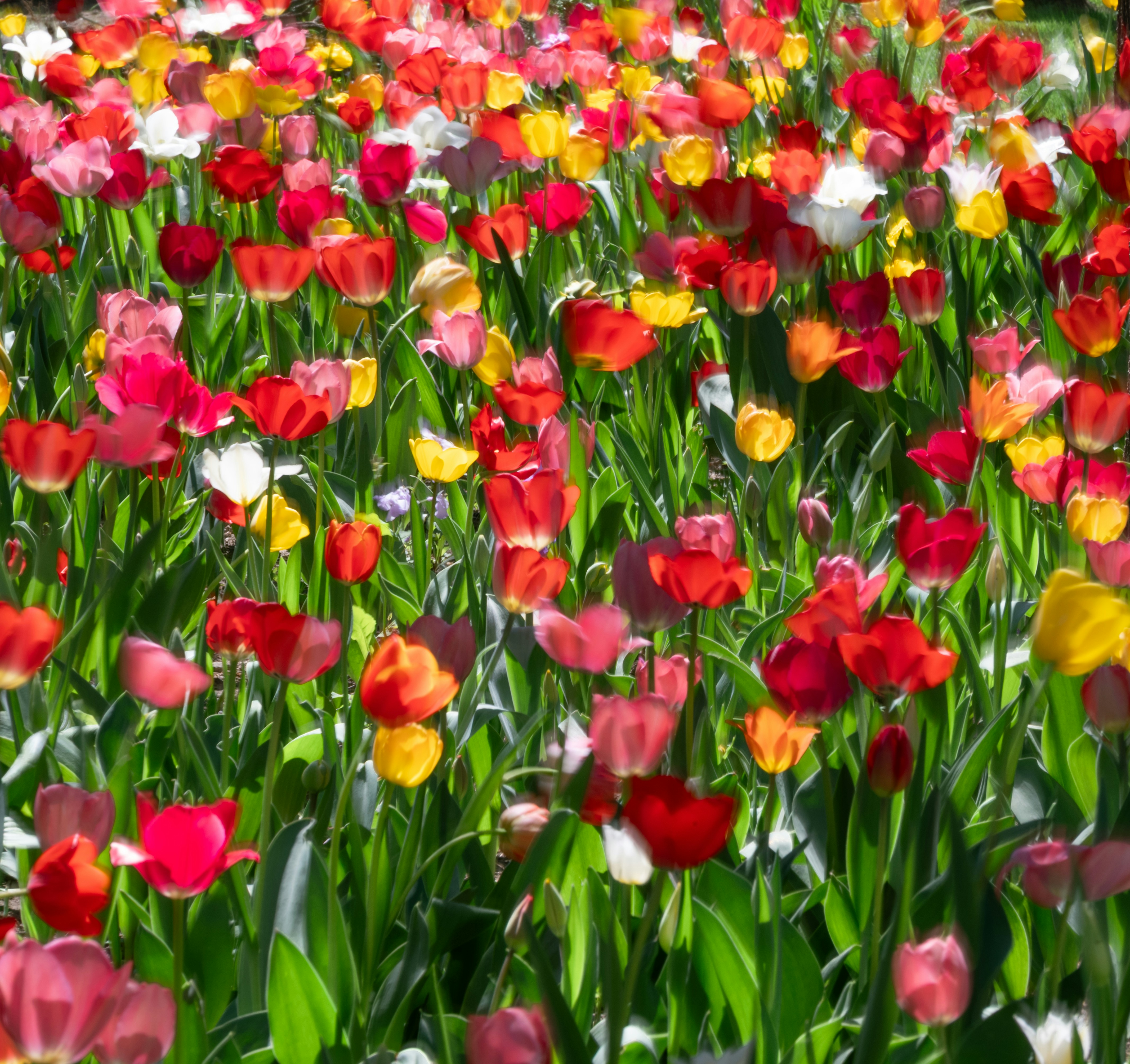 A field of colorful tulips in bloom.