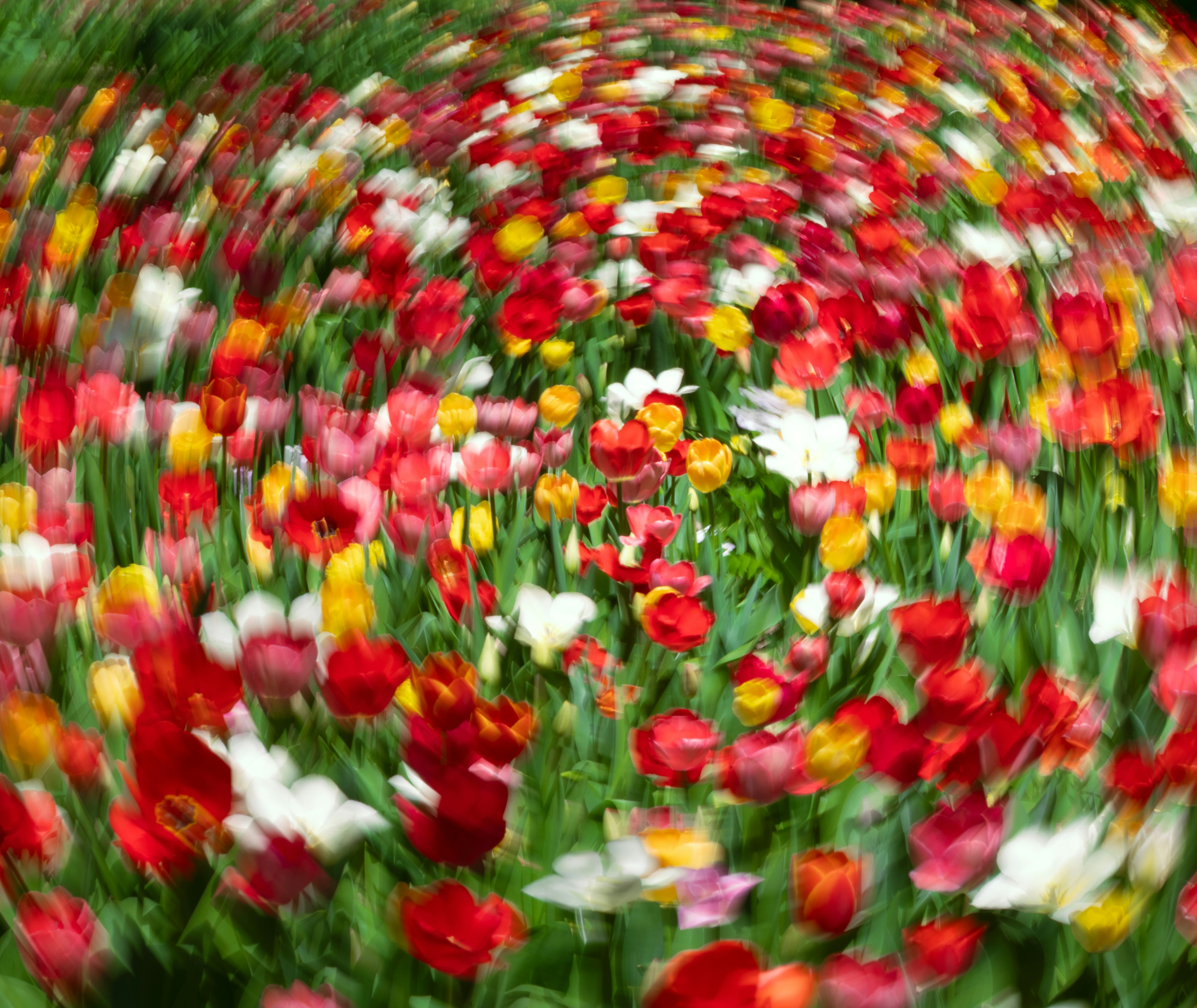 A field of colorful tulips with a swirling effect.