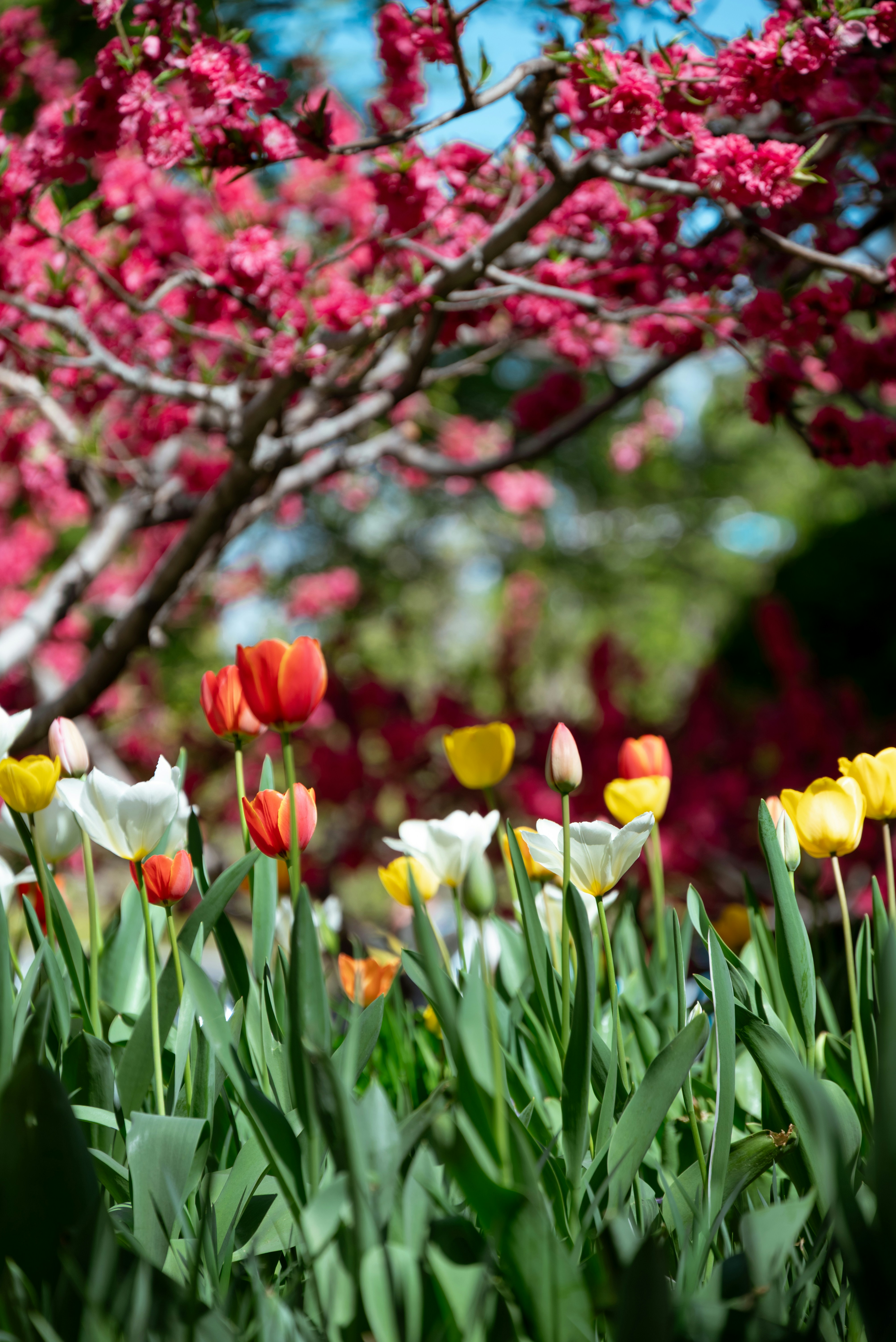 Colorful tulips bloom beneath a flowering cherry tree.