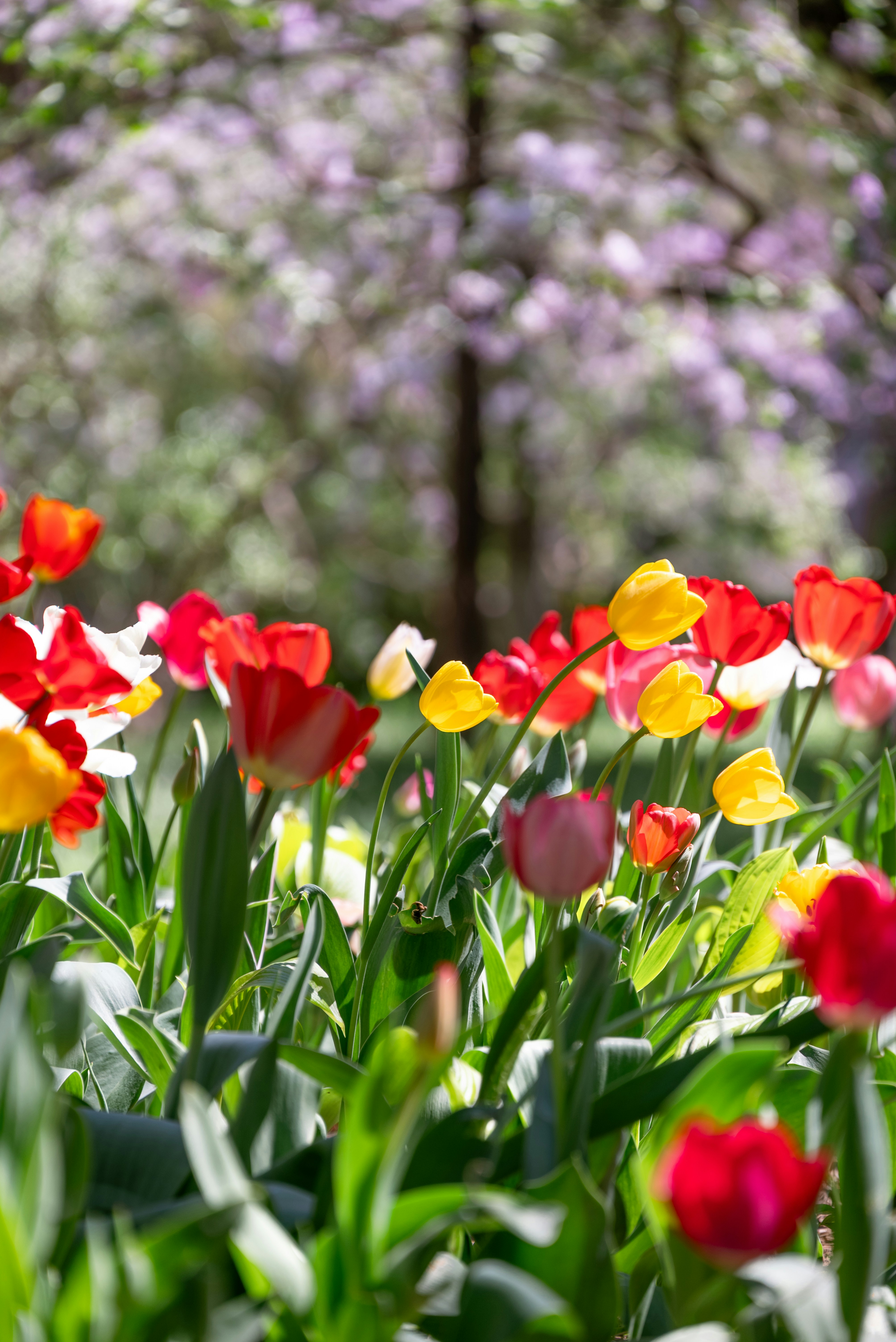 Colorful tulips bloom in a garden with blurred trees.