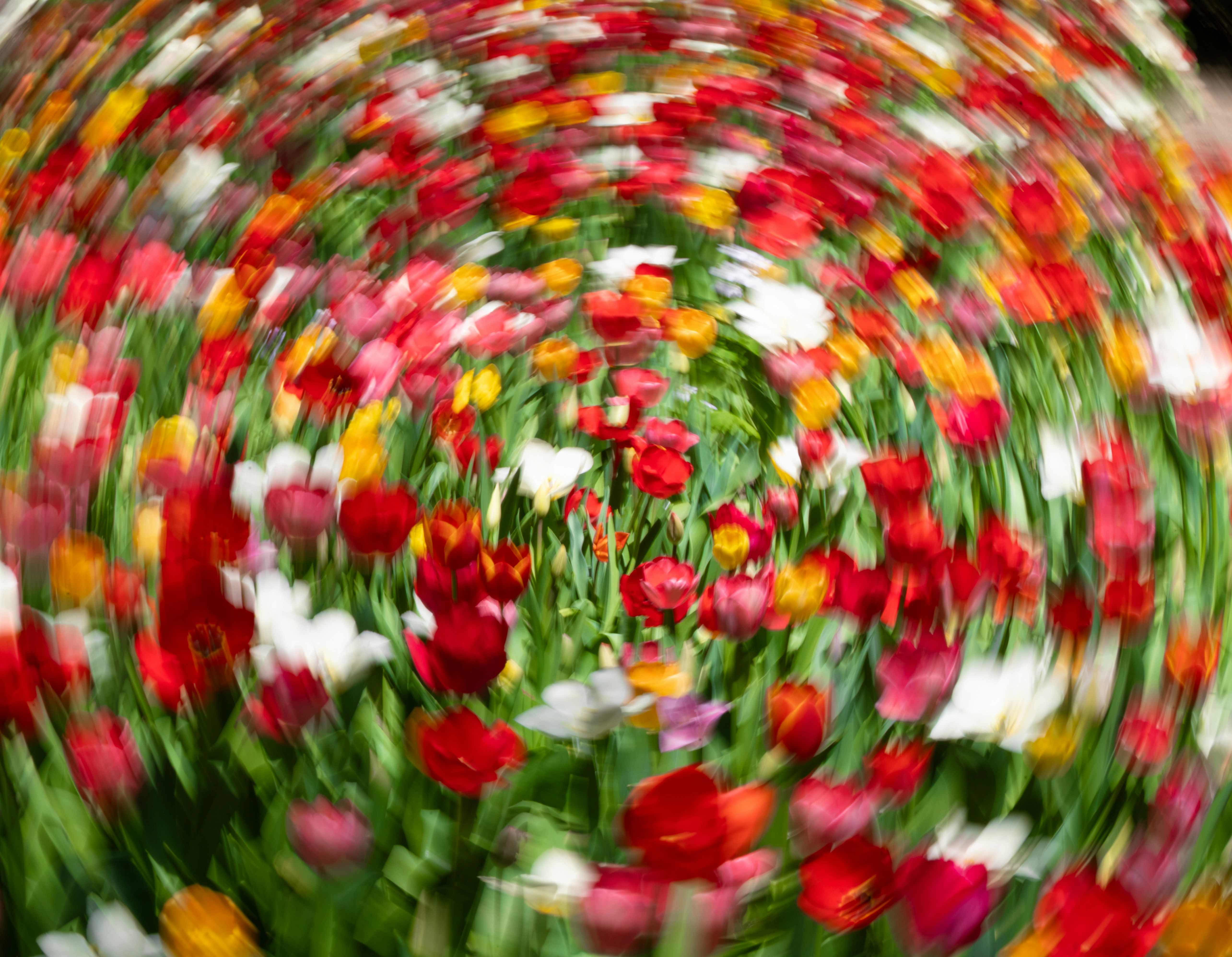 A field of colorful tulips in a circular motion effect.