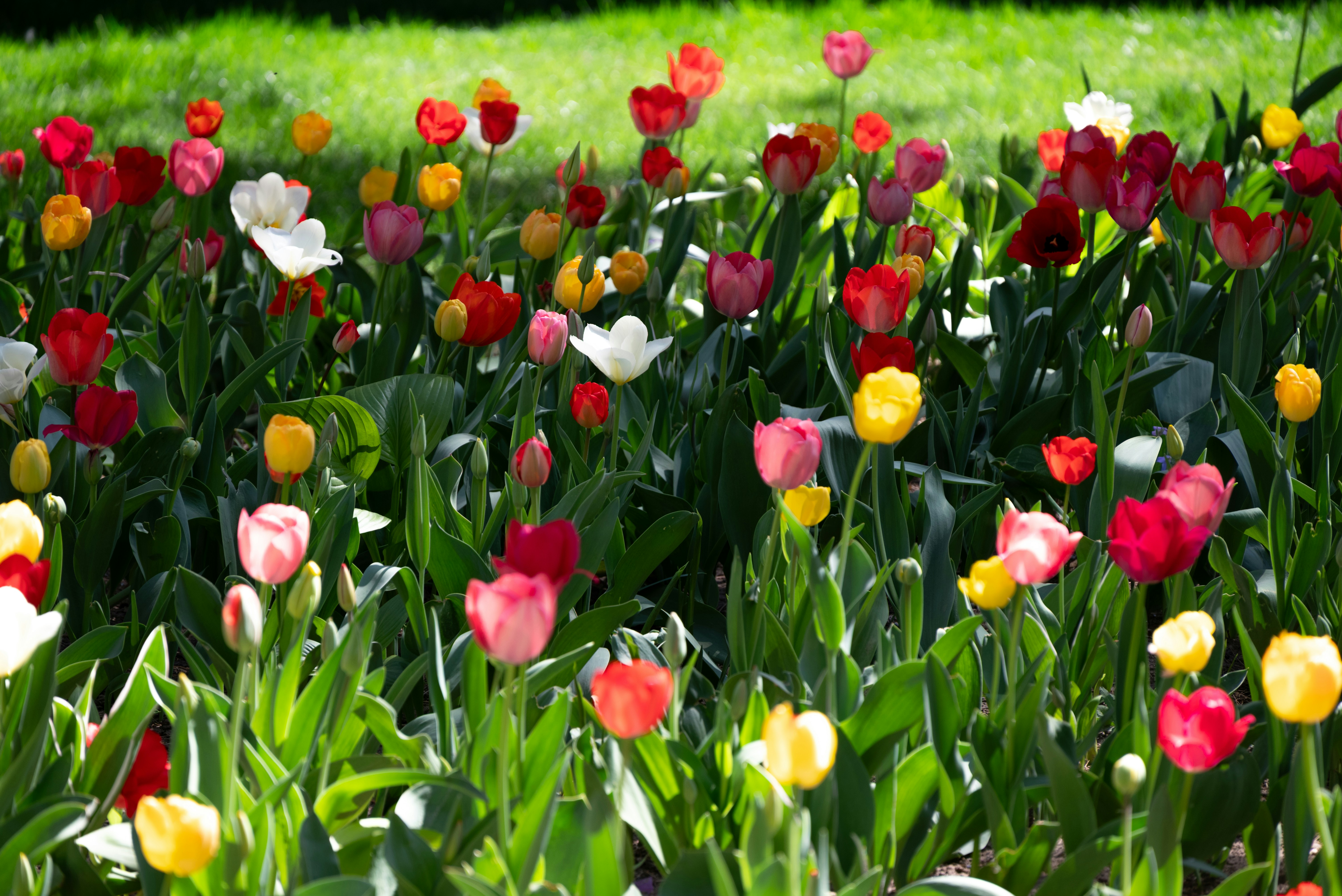 A field of colorful tulips blooming in the sun.