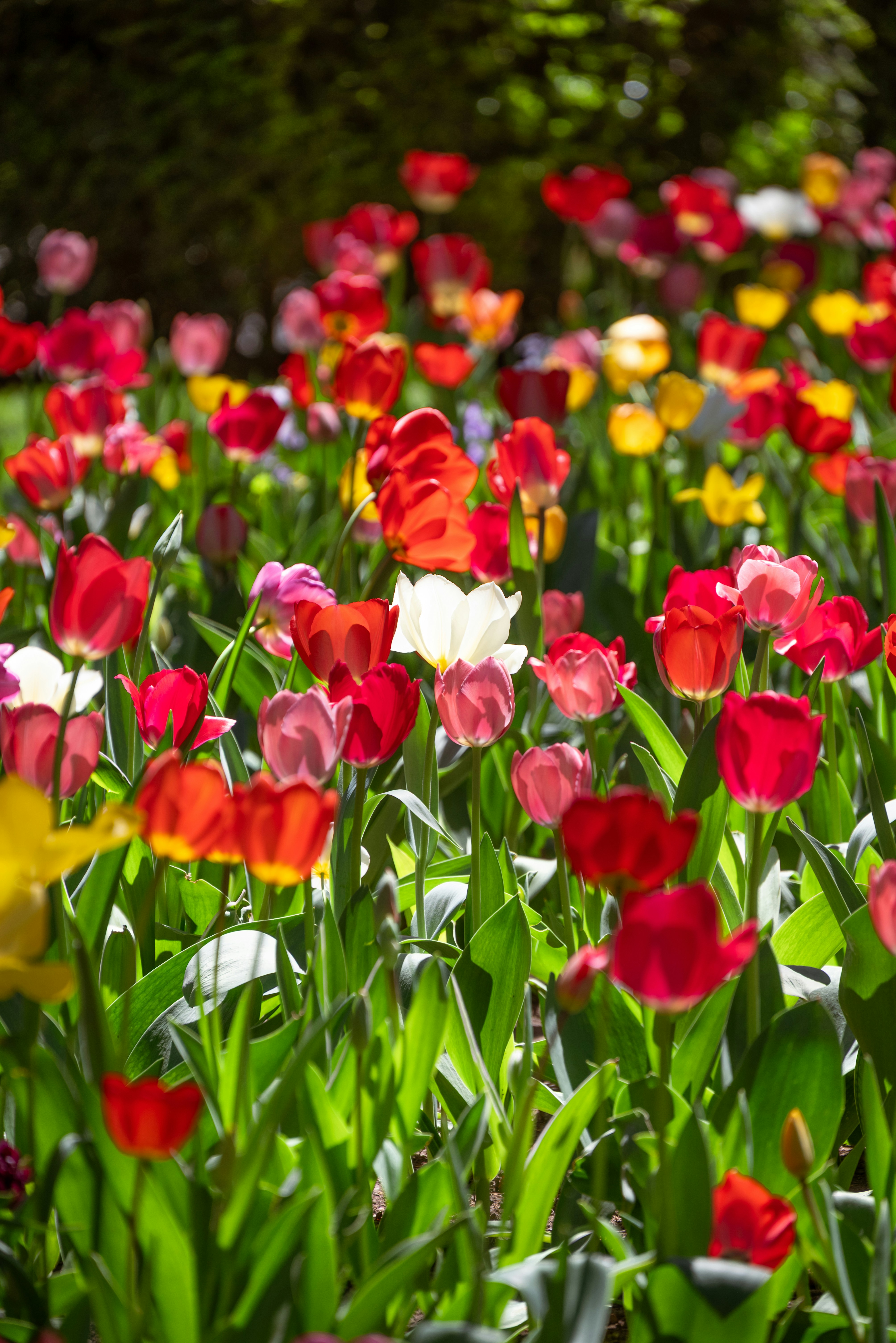 Photo by nikol_royce