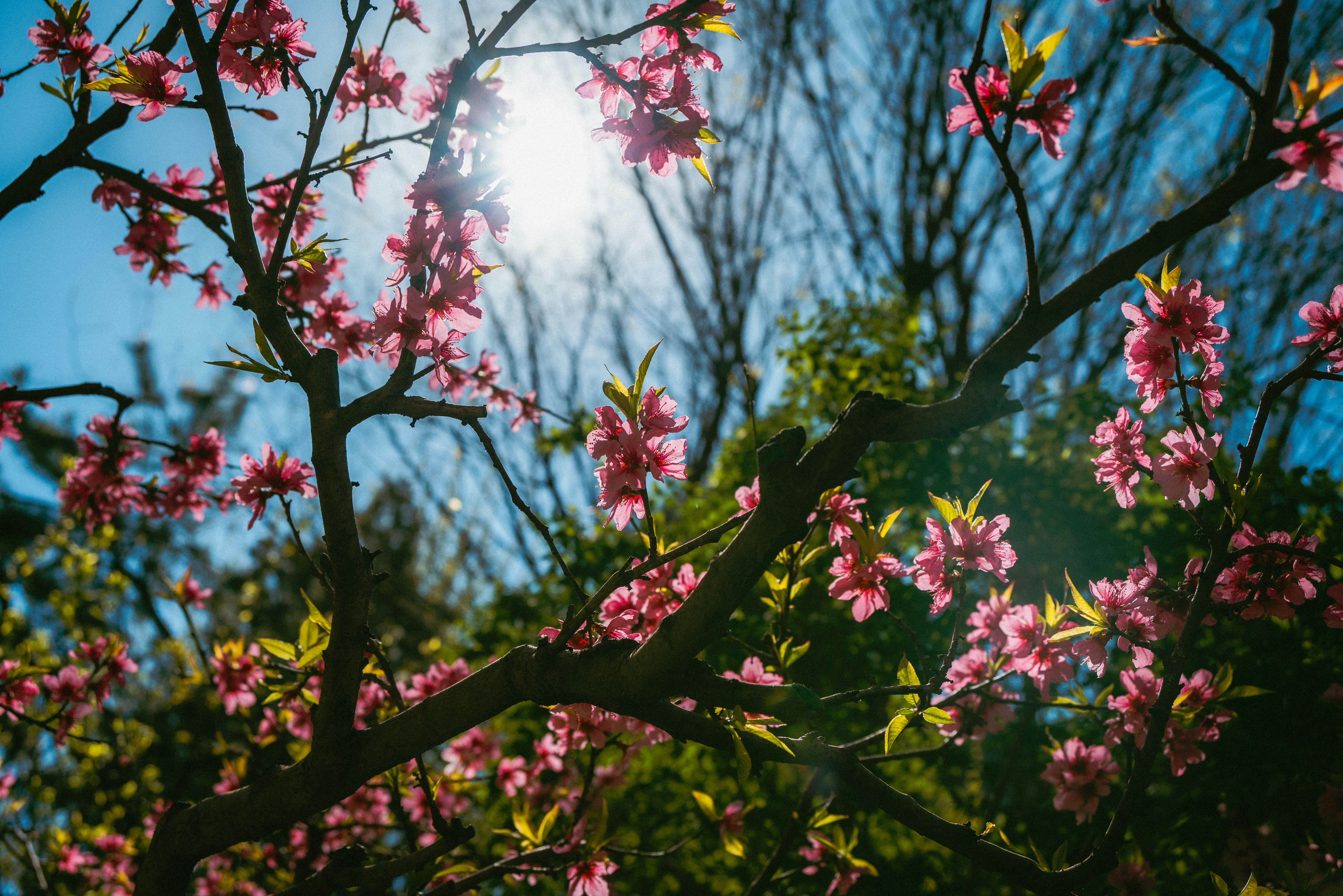 Pink cherry blossoms bloom against a bright blue sky.