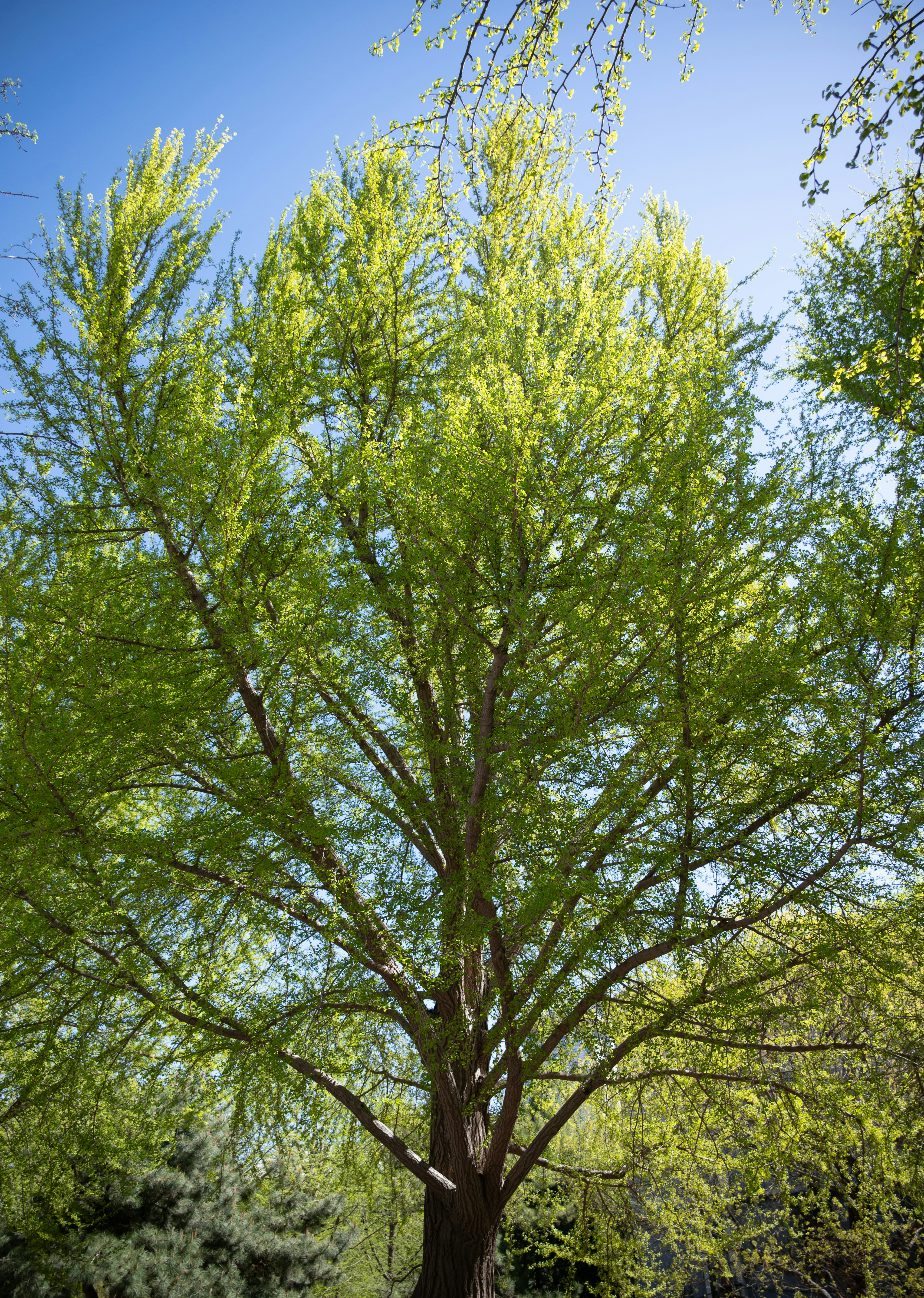 A tall tree with bright green leaves against blue sky