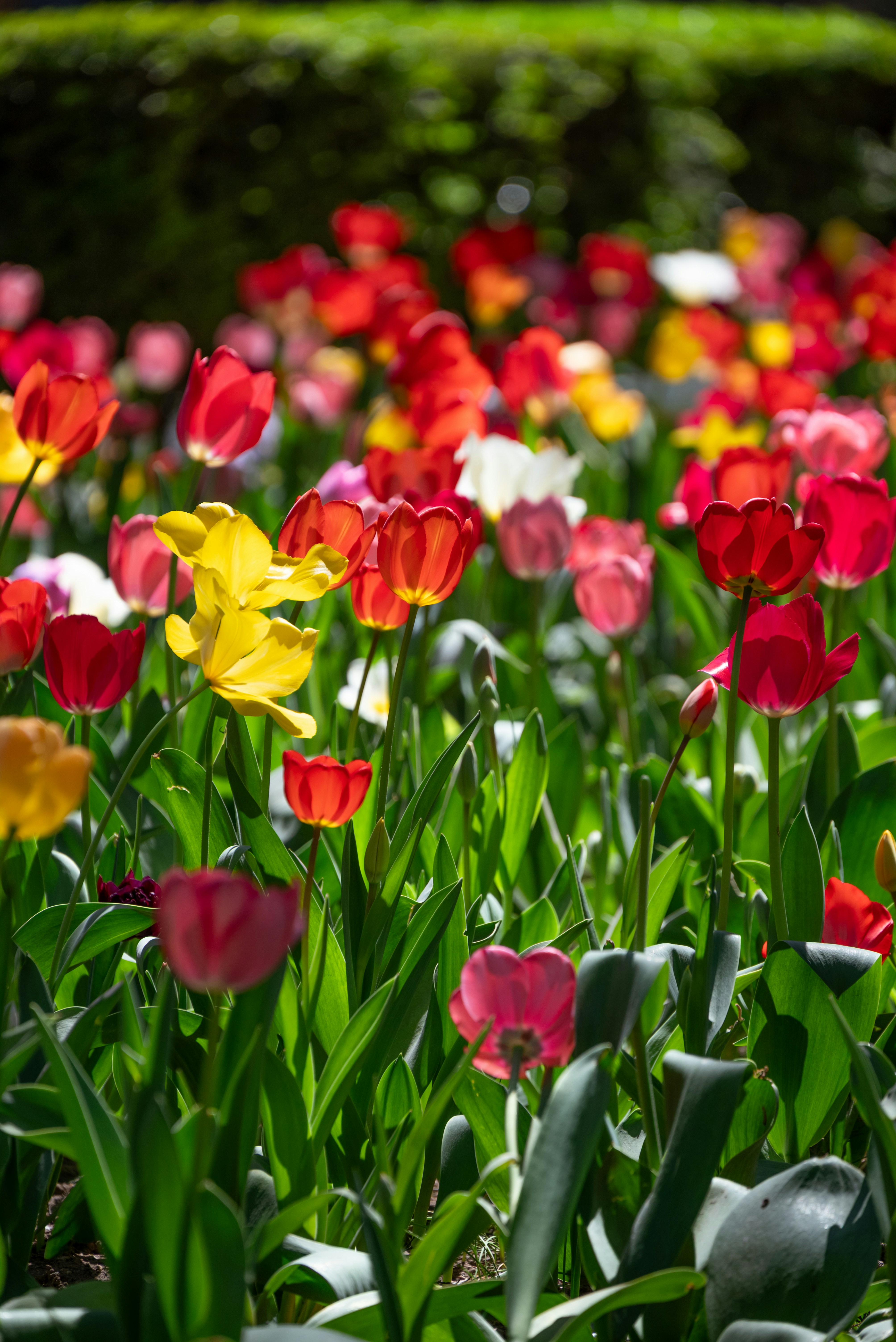 A field of colorful tulips blooming in the sun.