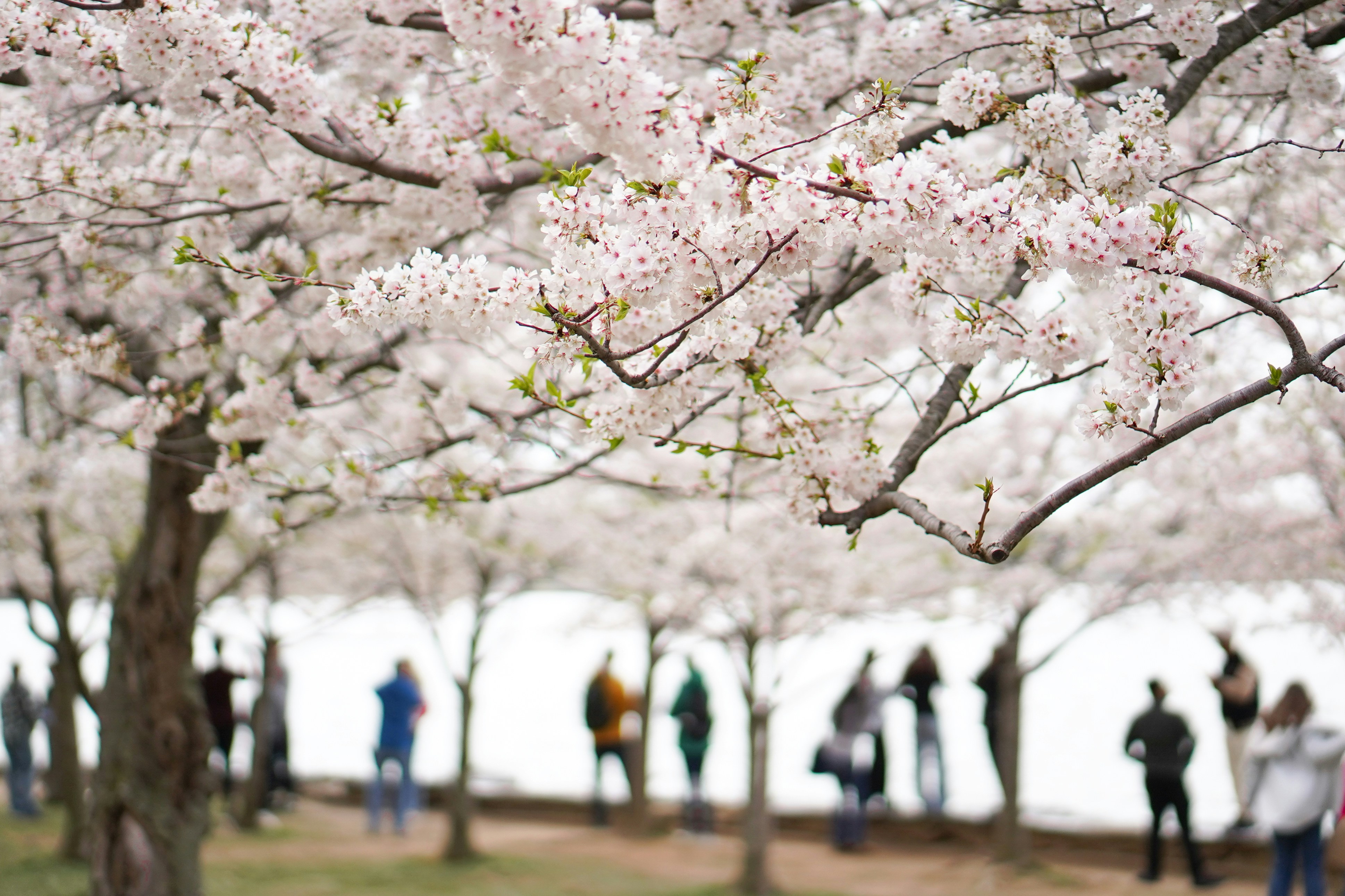 Best Spring Travel Destinations for Bloom Festivals and Mild Weather