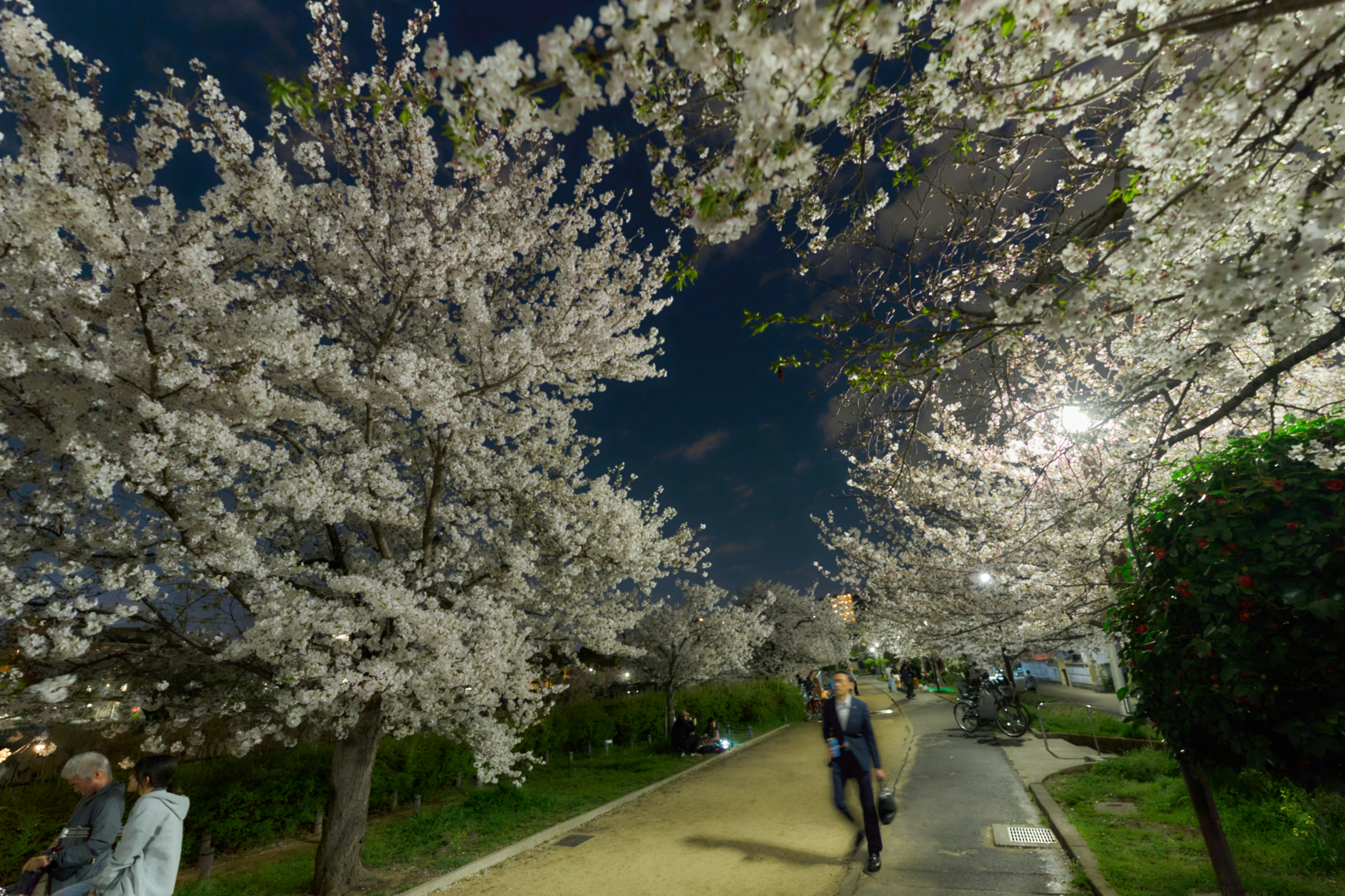 Kirschblüten, die nachts entlang eines Weges leuchten