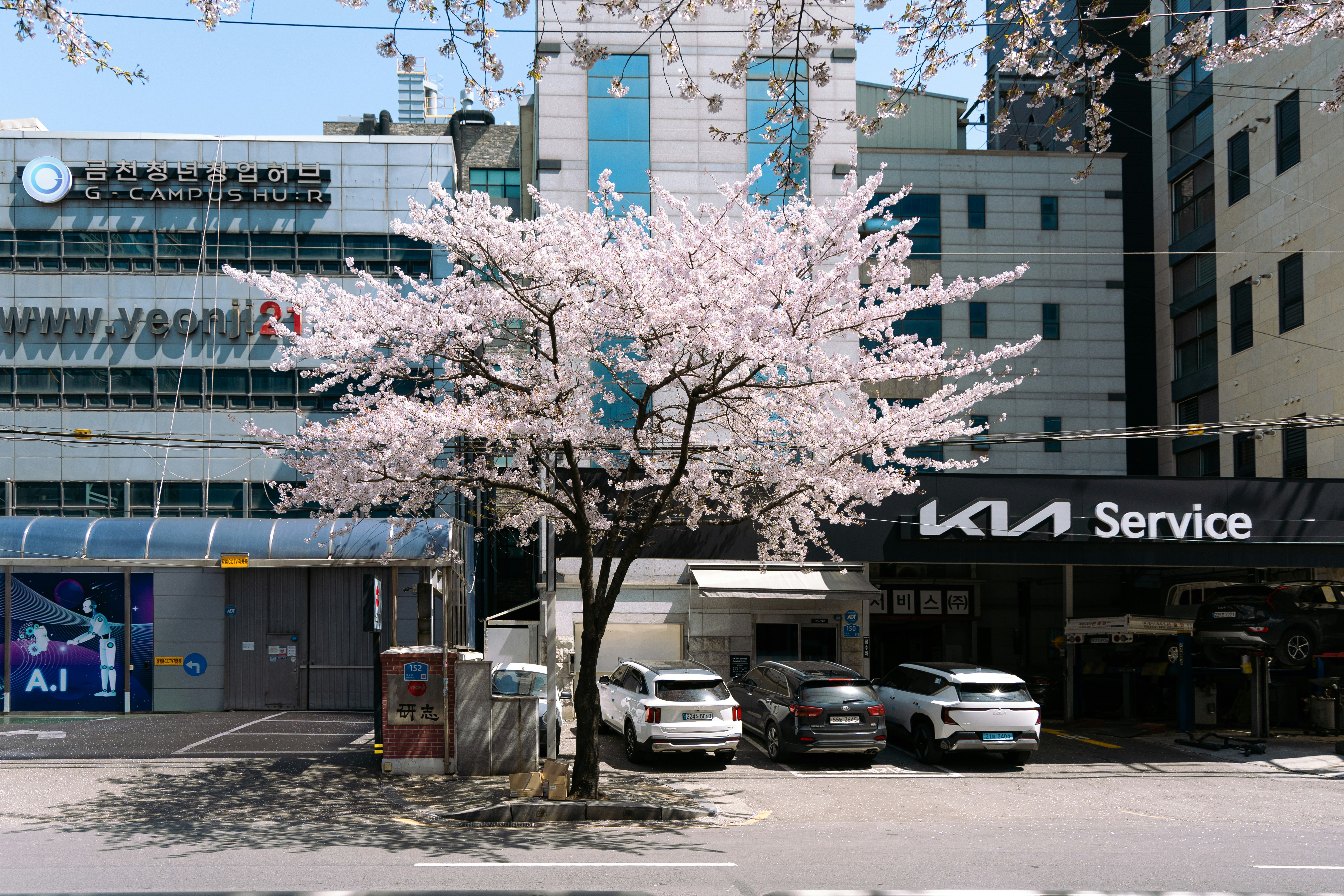 A flowering cherry tree in front of buildings.