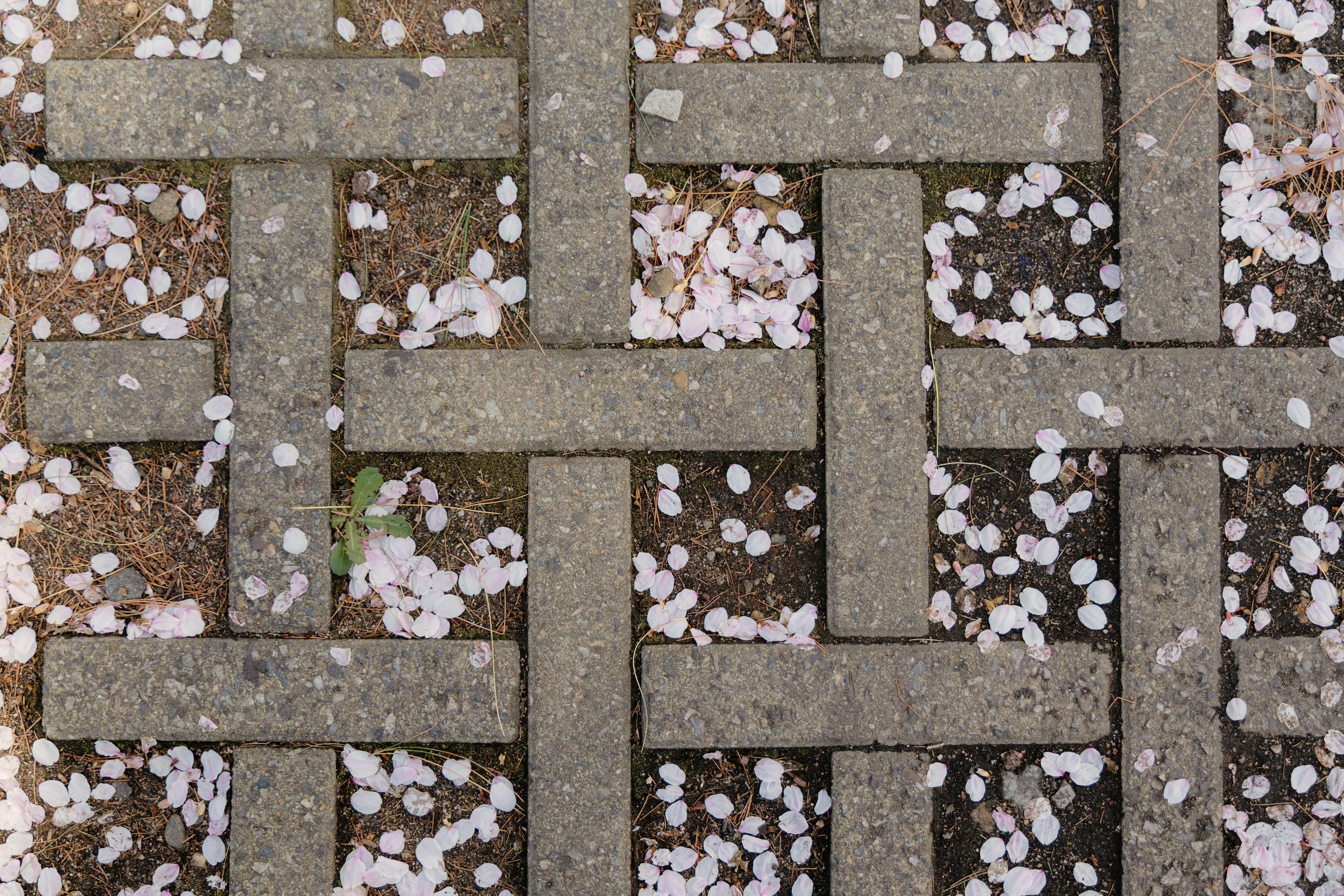Interlocking concrete pavers with scattered white flower petals.