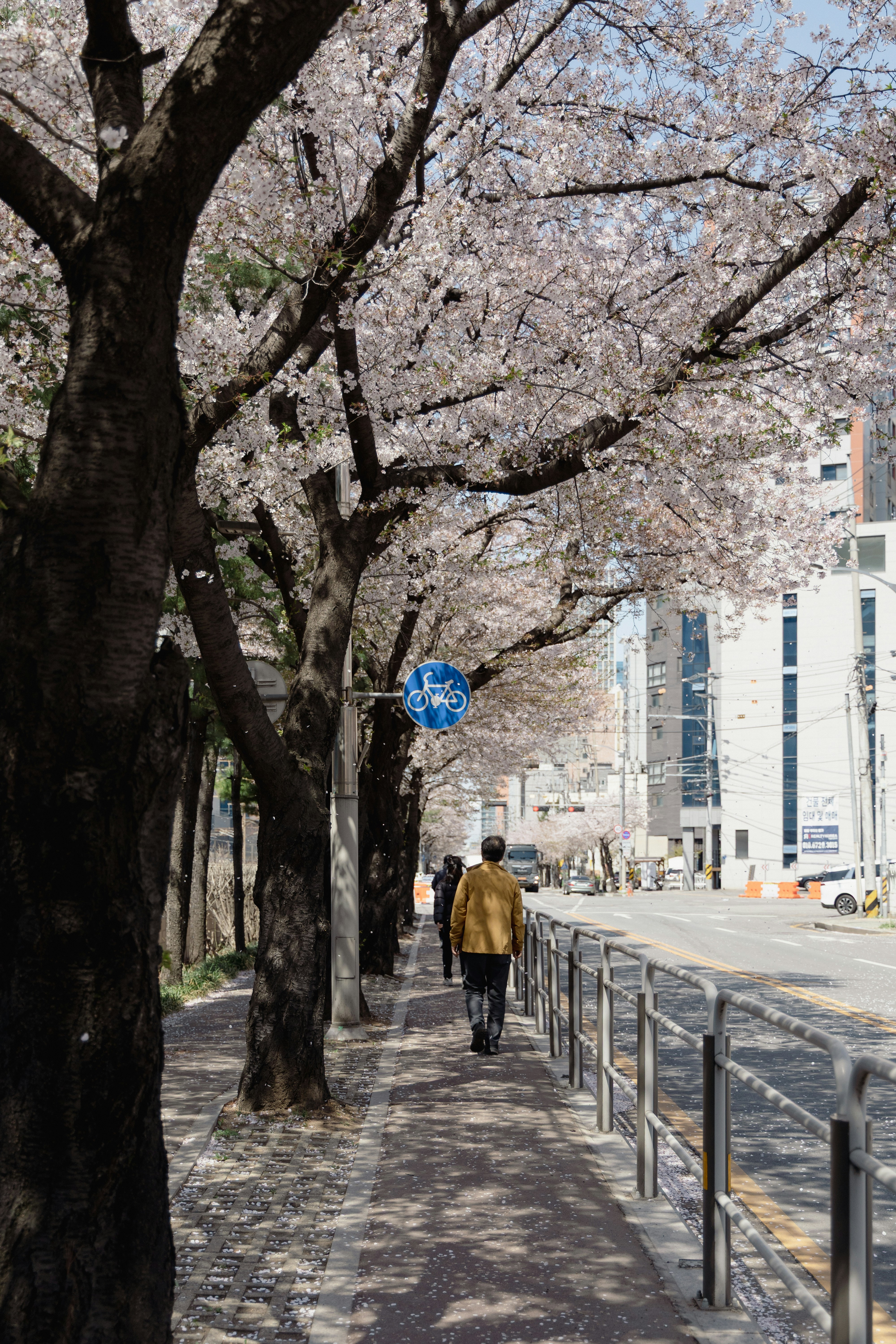 People walking on a sidewalk lined with cherry blossom trees.