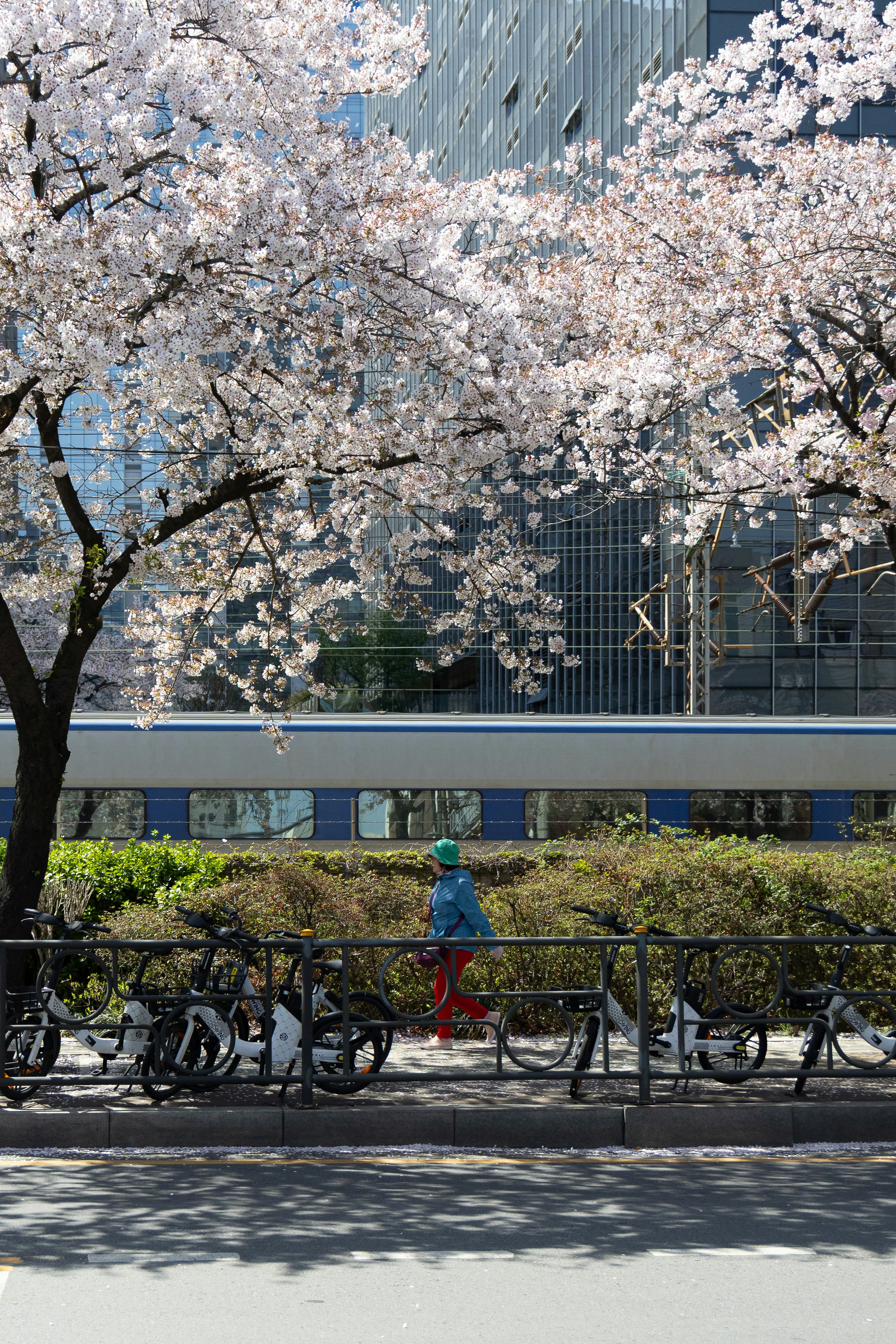 Person walks past cherry blossoms and parked bicycles.