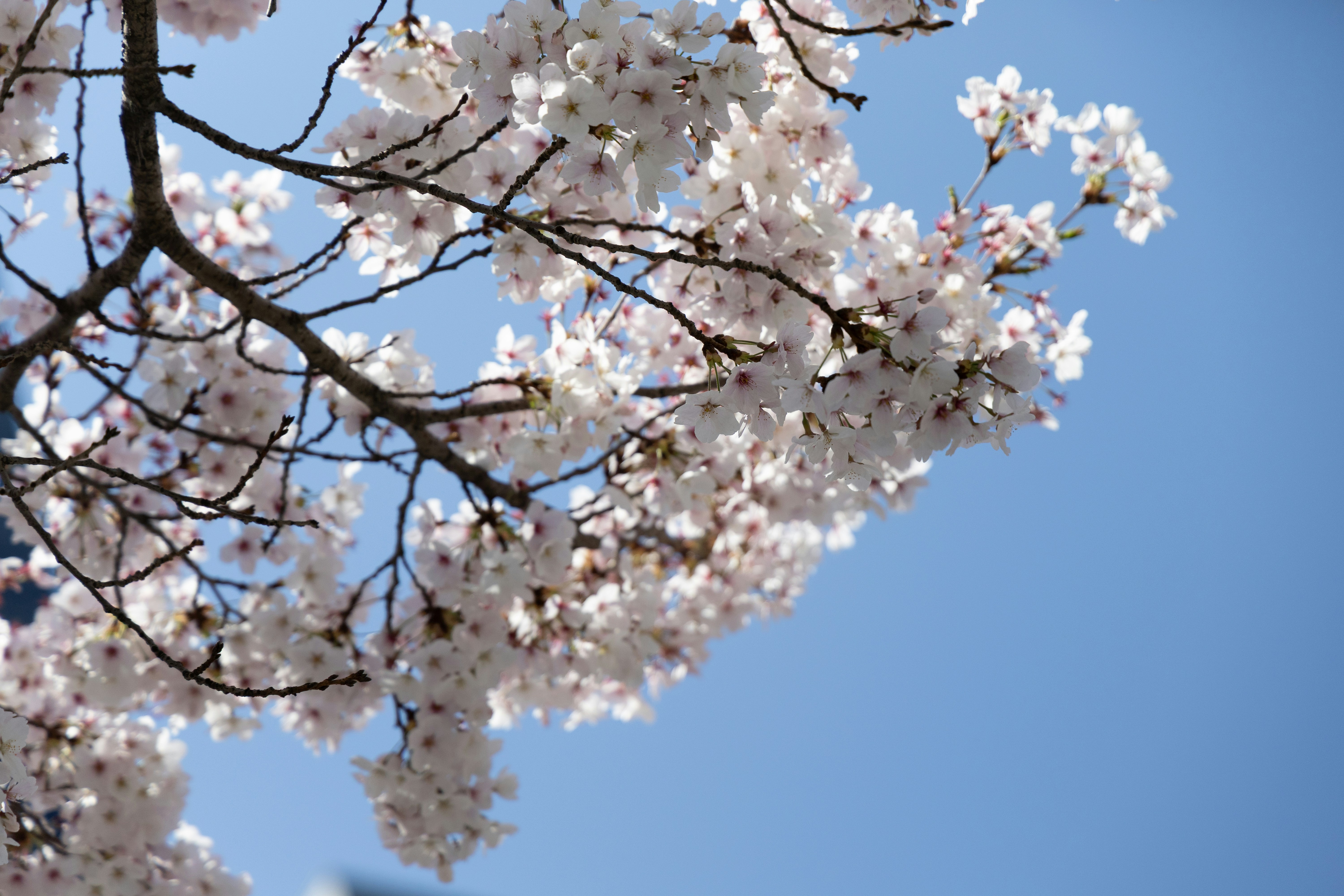 Photo by seoul_lover_lily