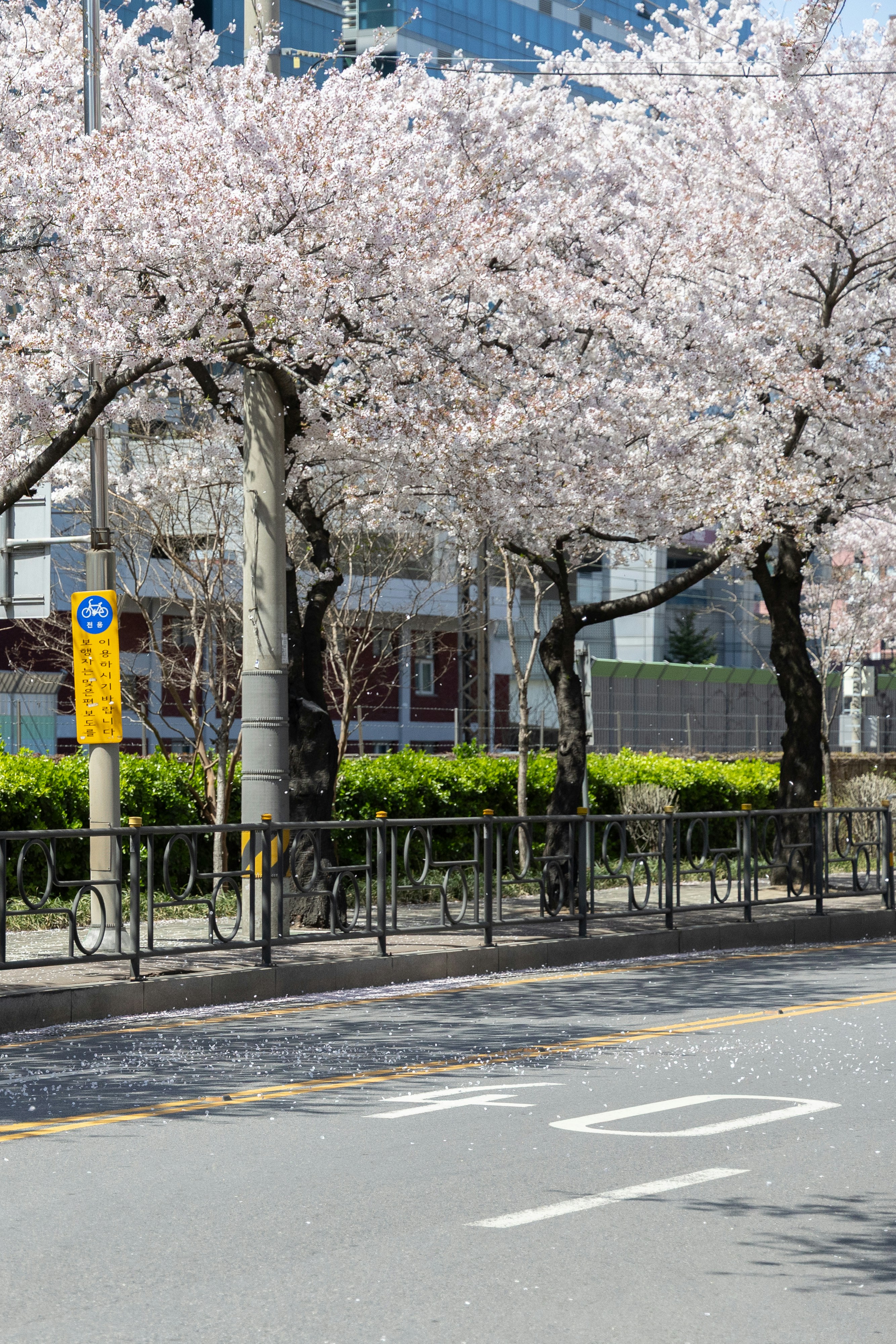 Photo by seoul_lover_lily