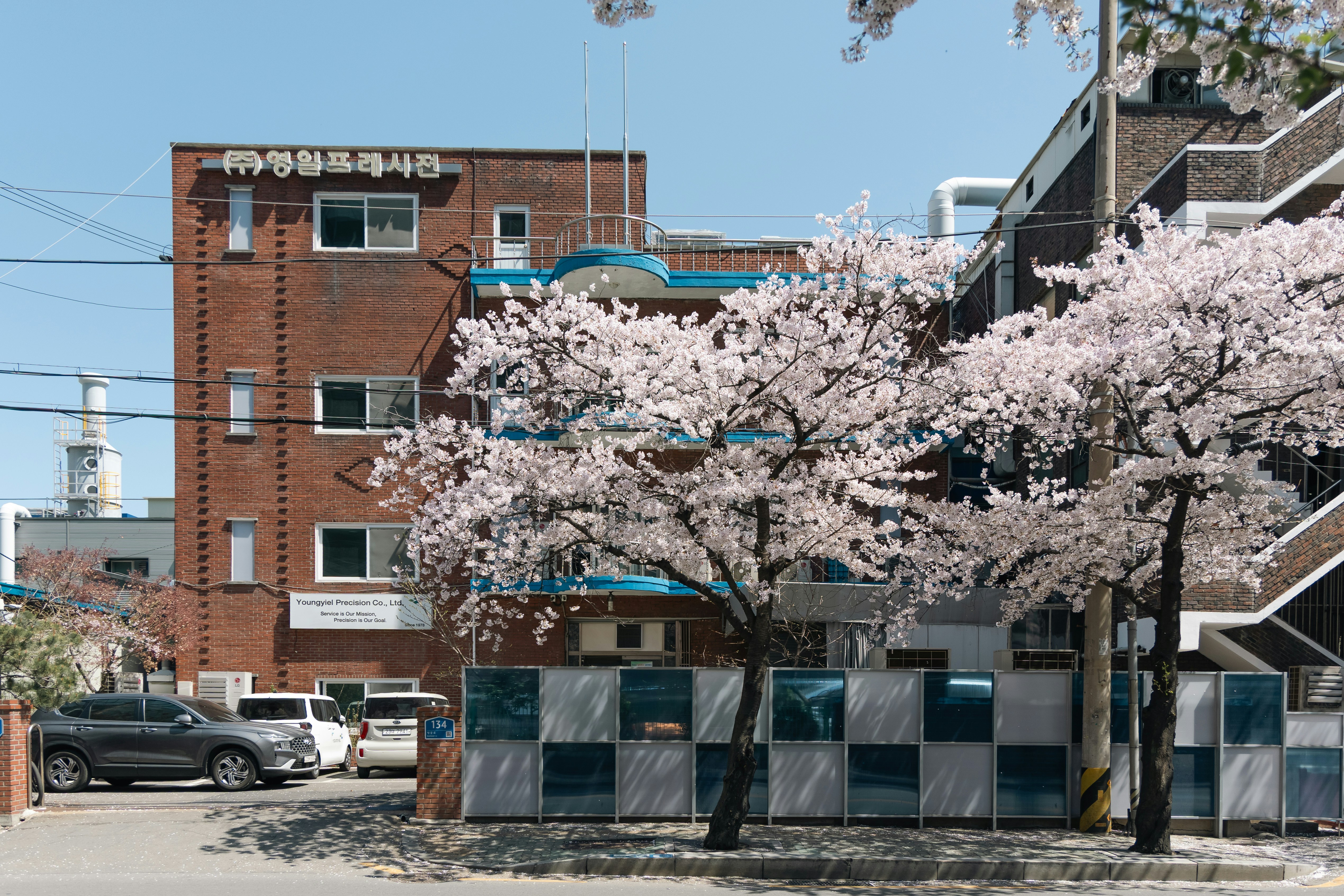 Cherry blossoms in bloom outside brick building.