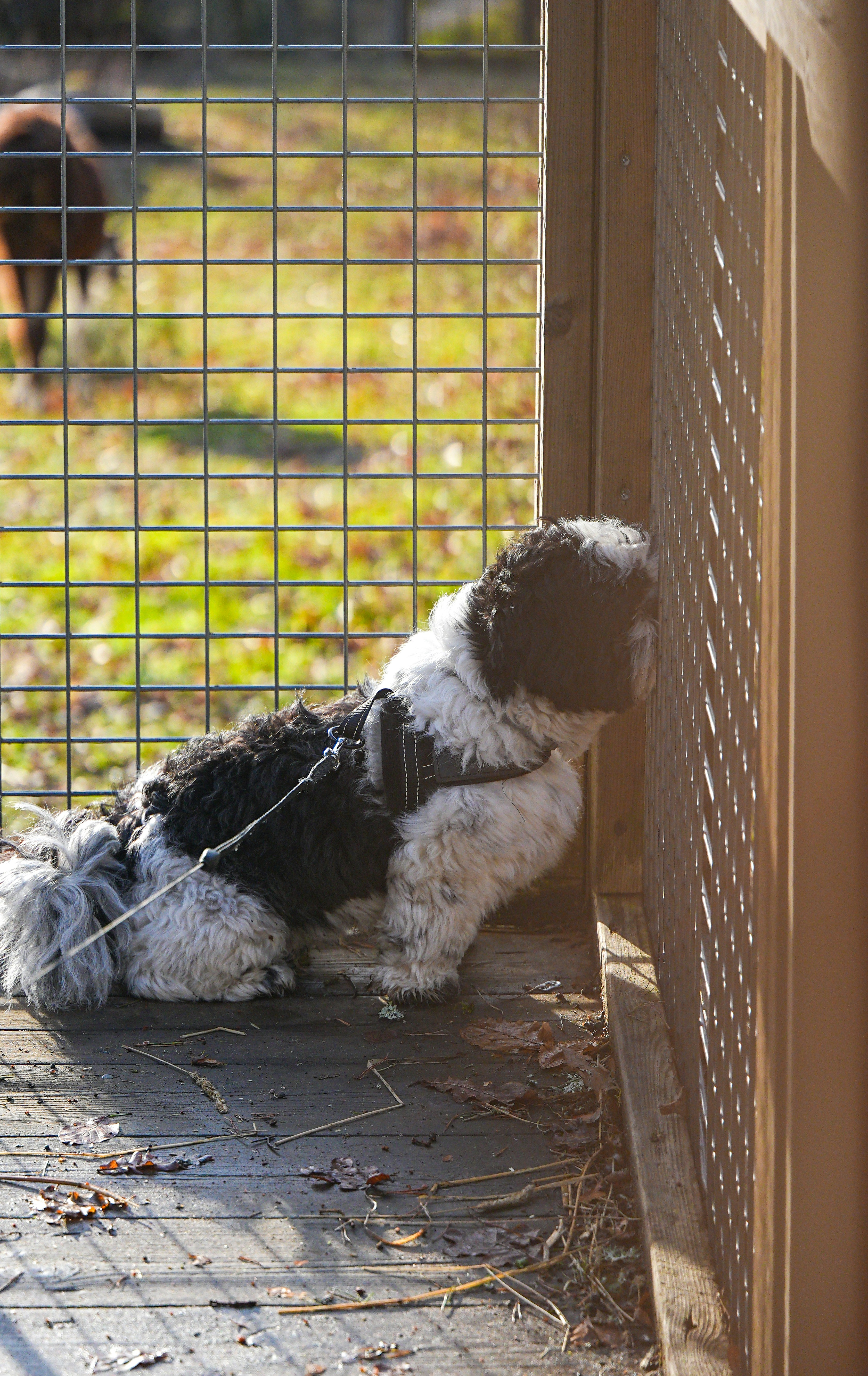 Ein Hund, der durch einen Zaun auf ein Pferd späht.