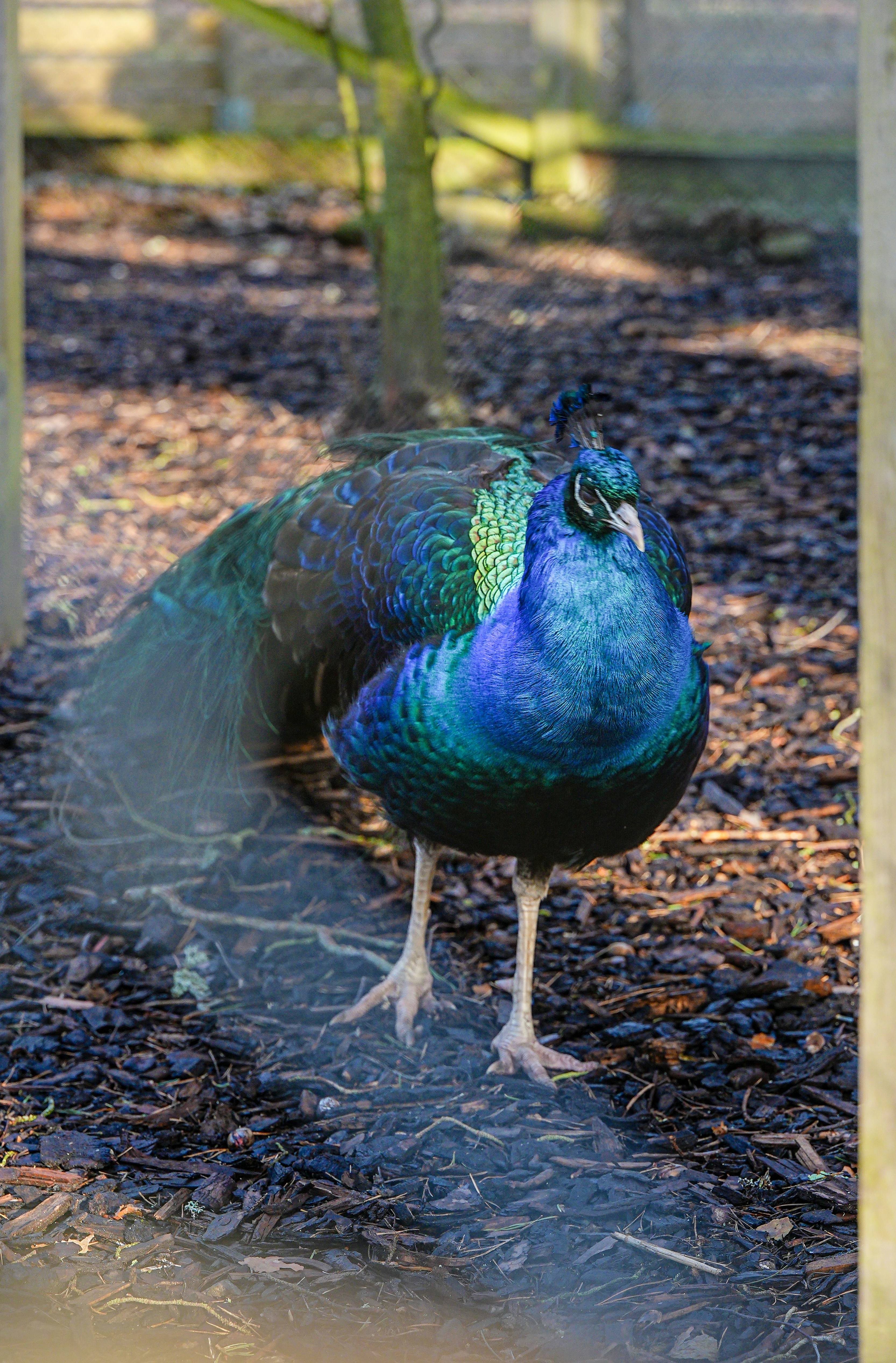 Un pavo real vibrante se alza sobre un suelo oscuro