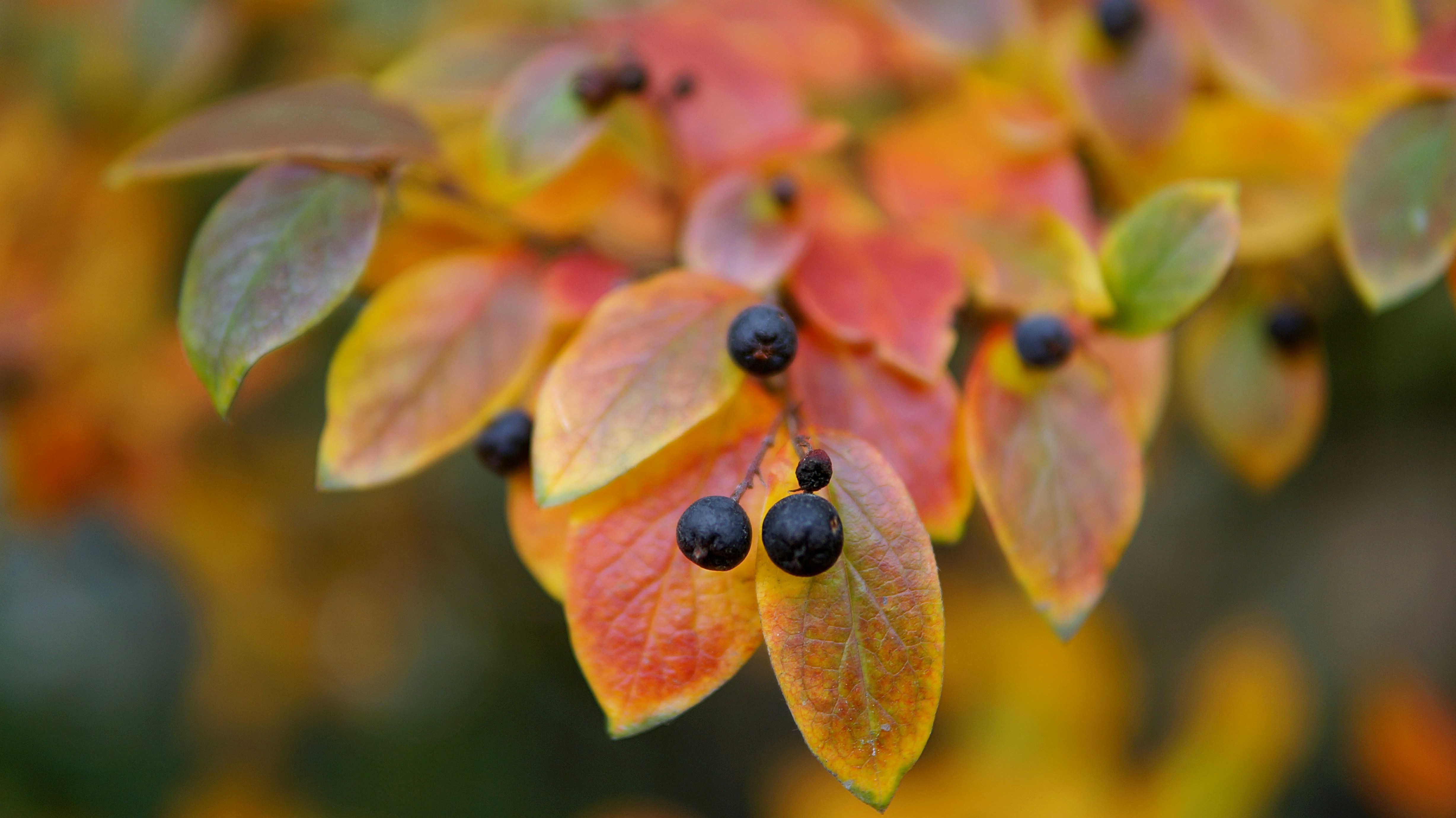 Feuilles d’automne et baies sombres sur une branche