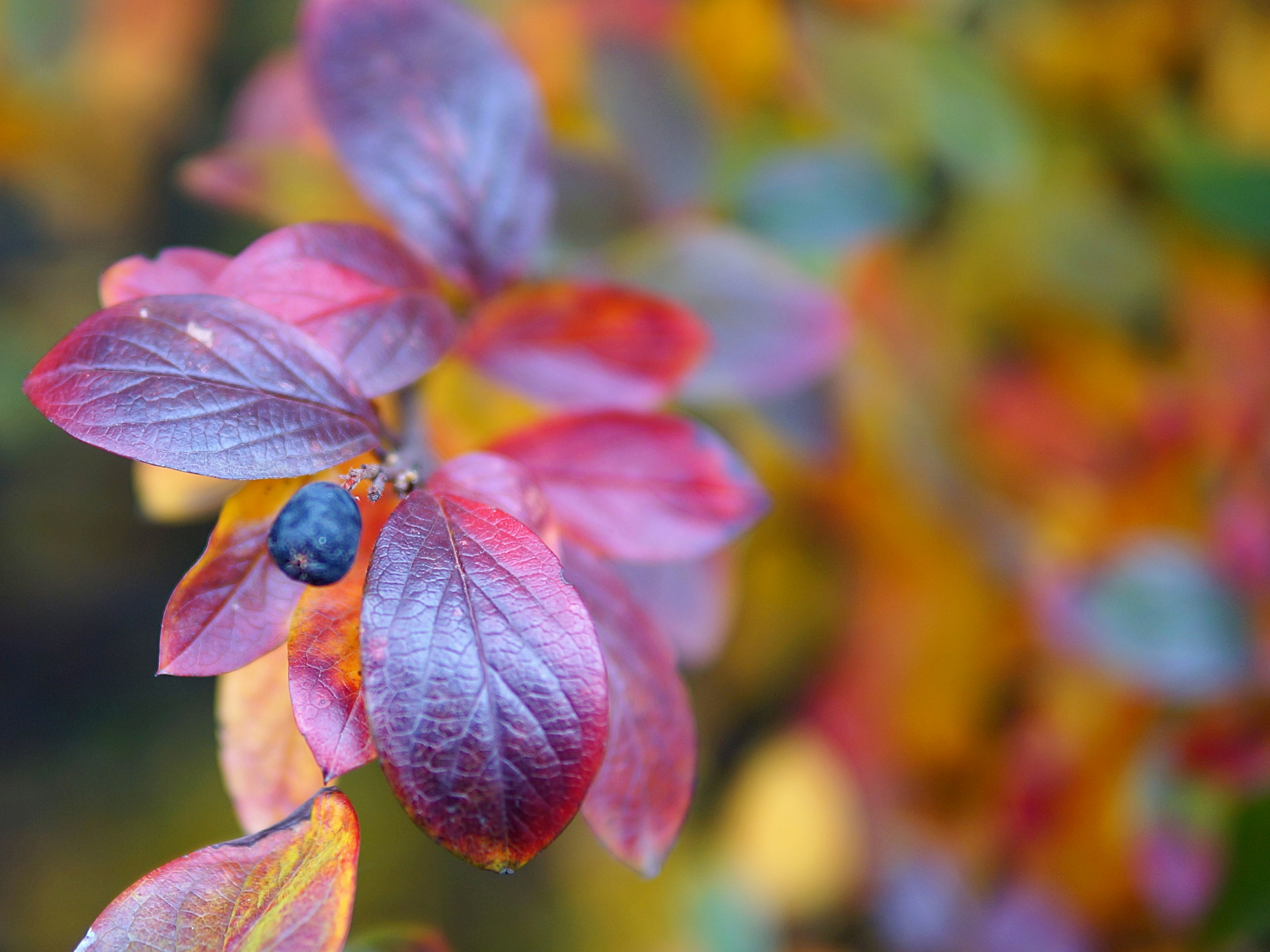 Feuilles d’automne avec une seule baie foncée.