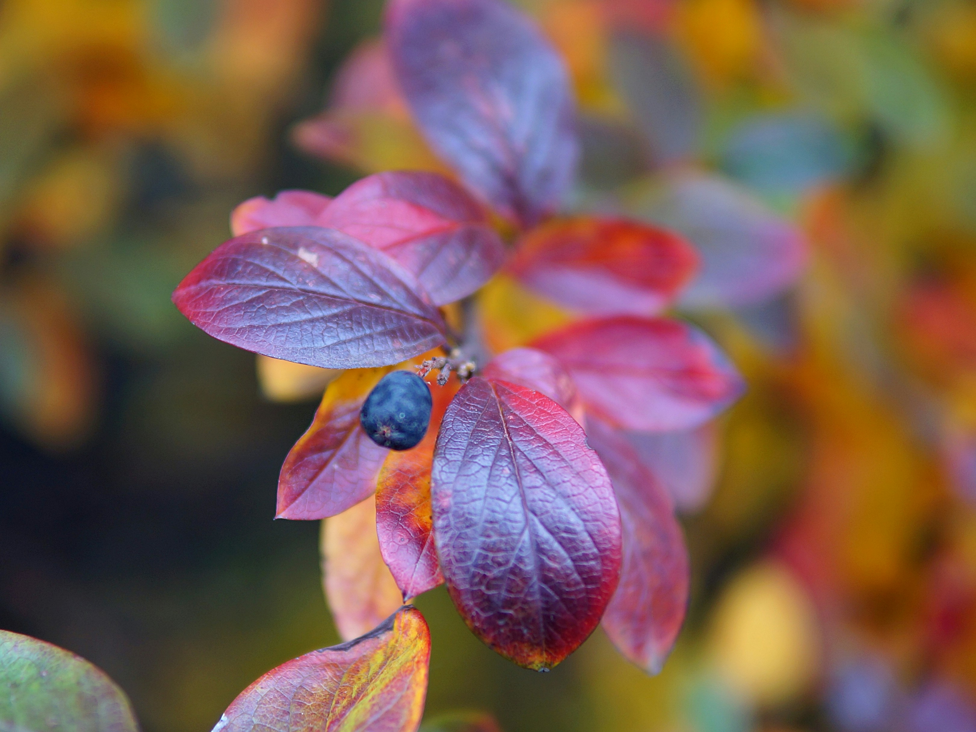 Gros plan des feuilles d’automne avec une seule baie.