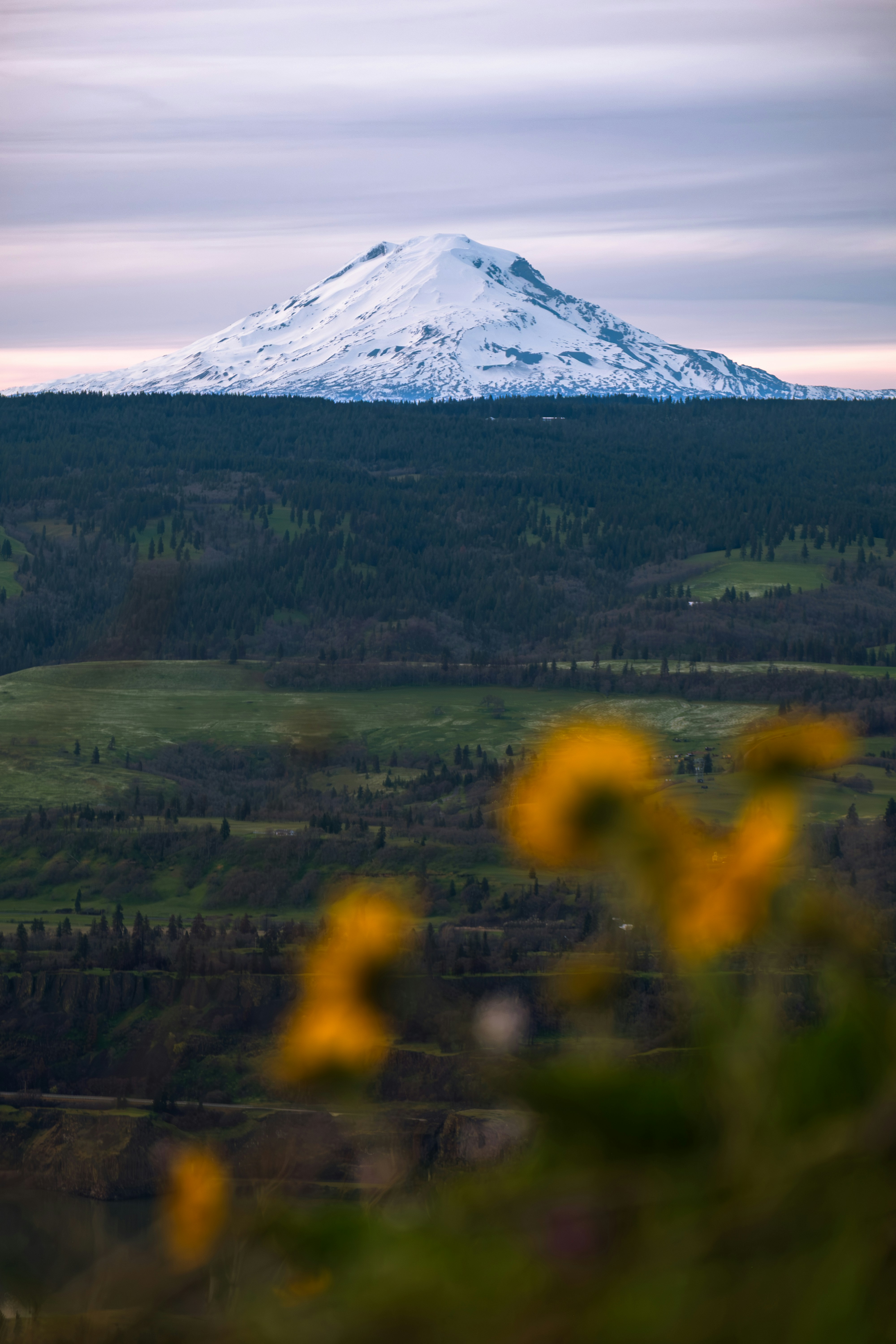 Snow-capped mountain overlooks rolling green hills and yellow flowers.