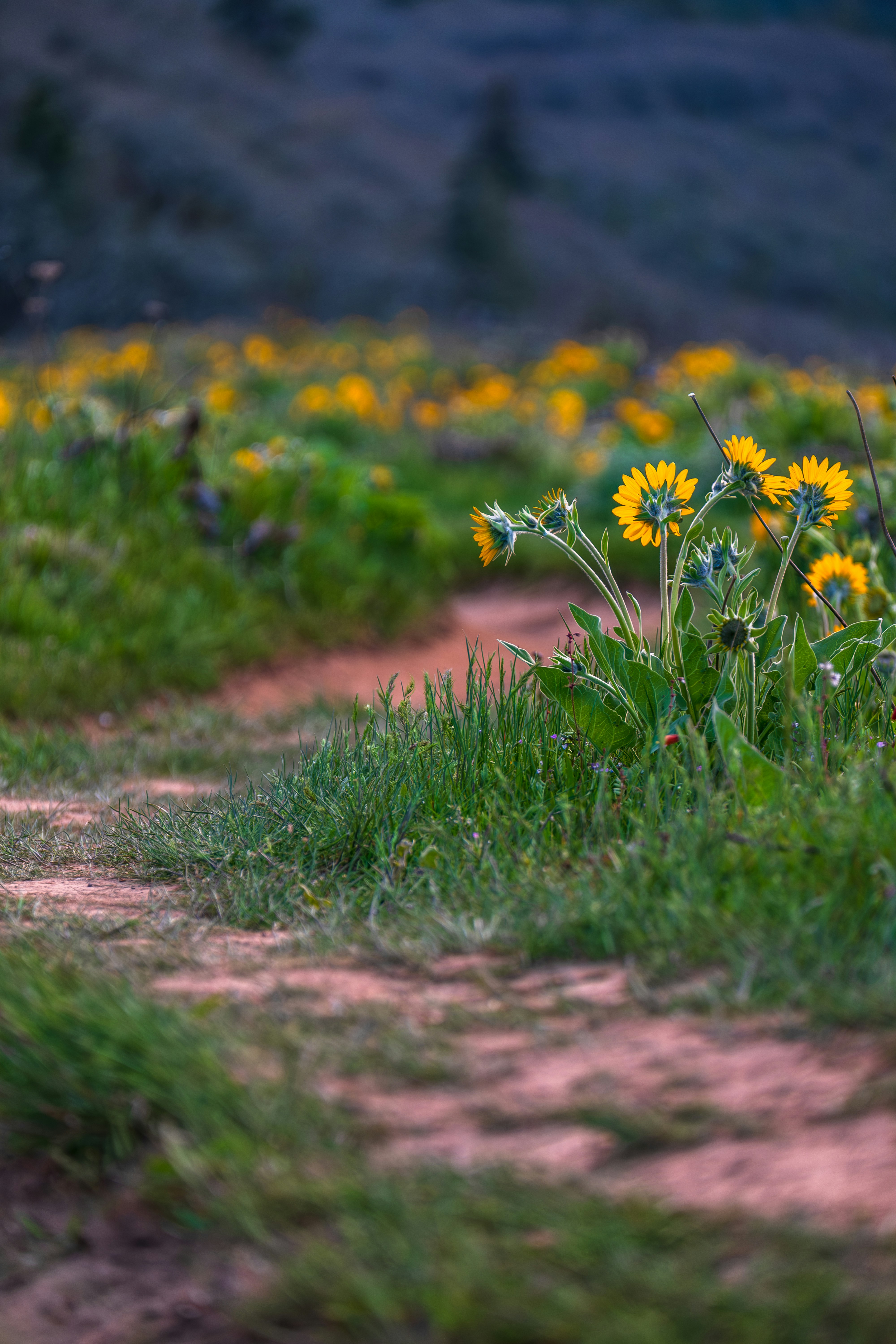 Yellow wildflowers bloom along a dirt path.