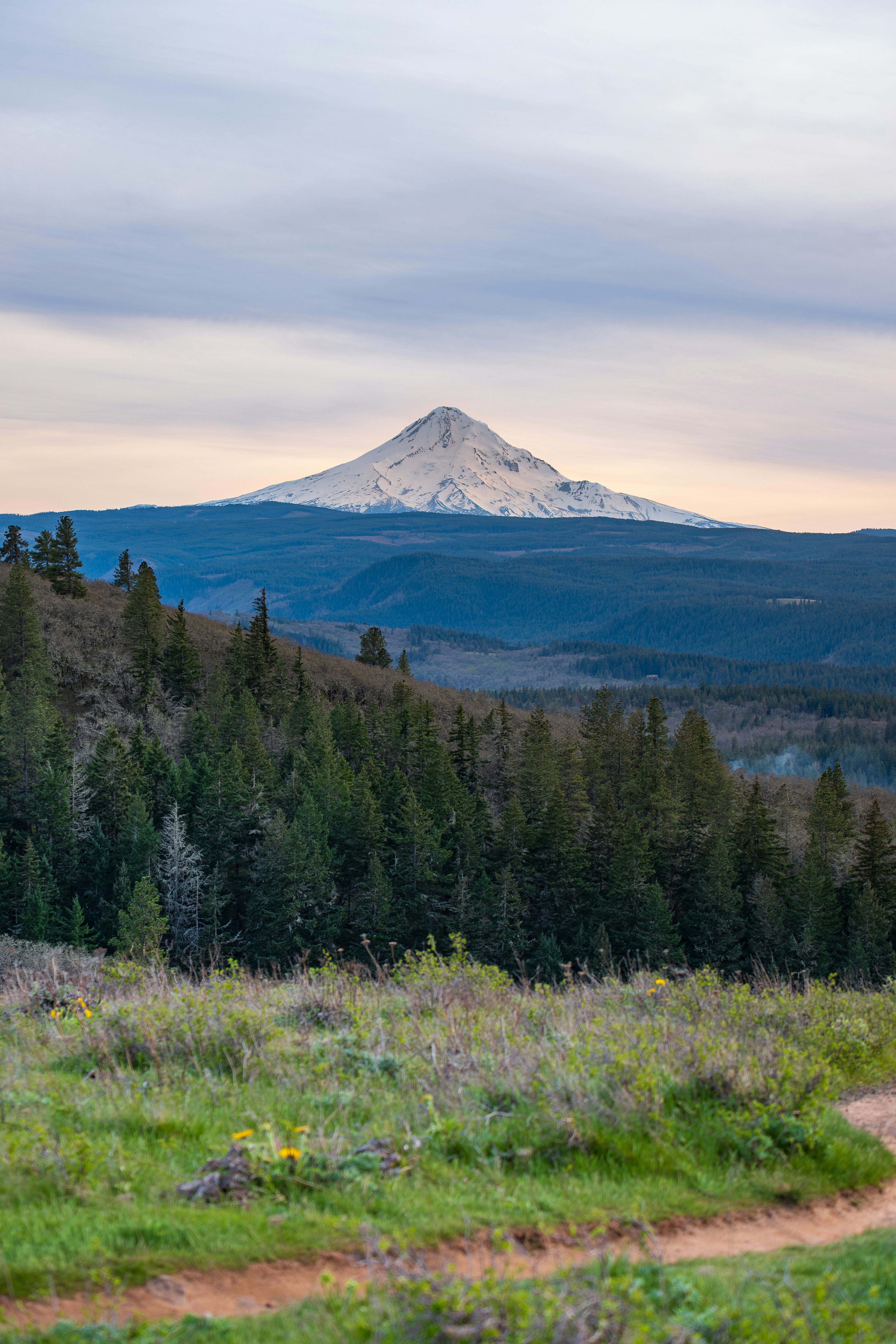 Snow-capped mountain peak behind evergreen forest