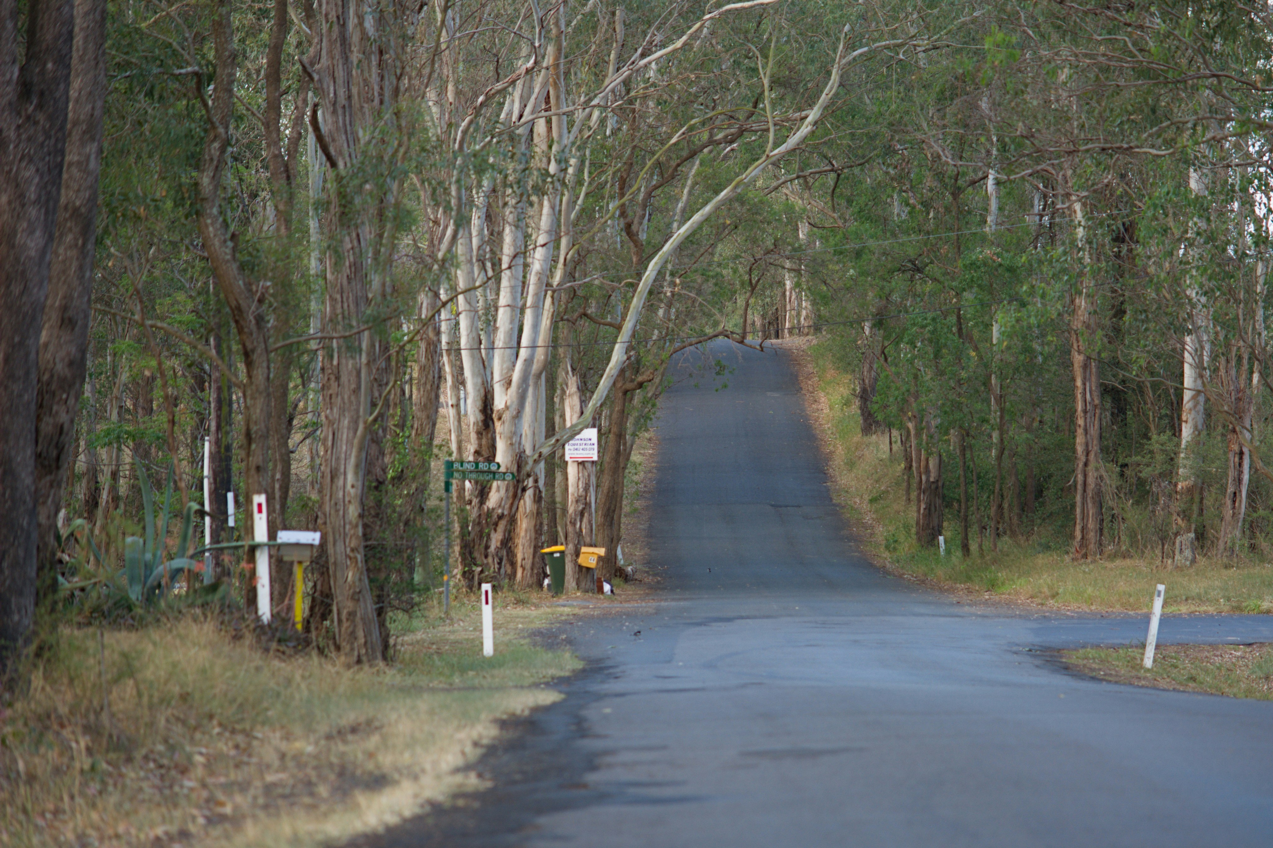 A paved road winds through a dense forest.