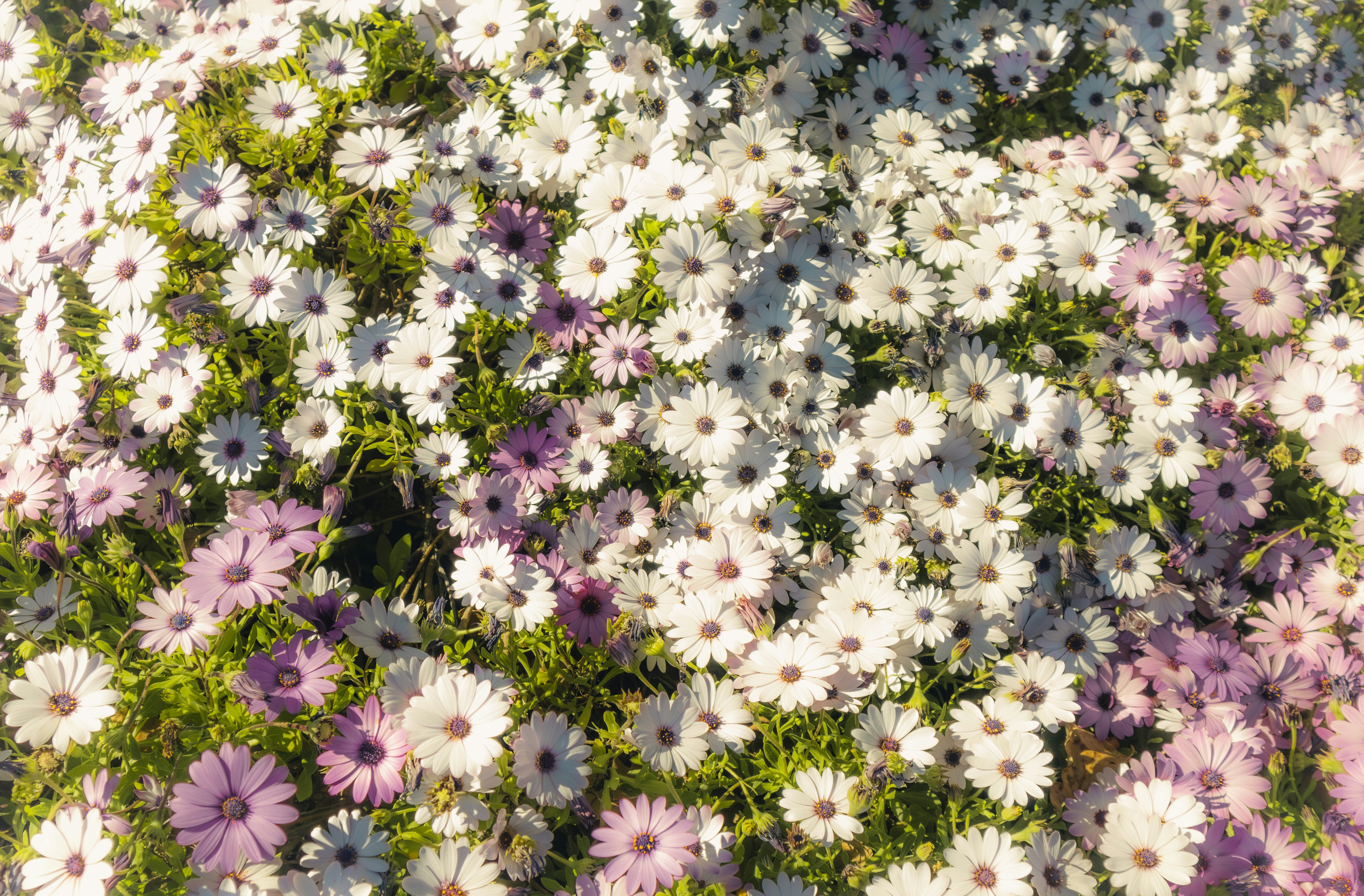 Ein Feld aus weißen und violetten Gänseblümchen mit grünem Laub