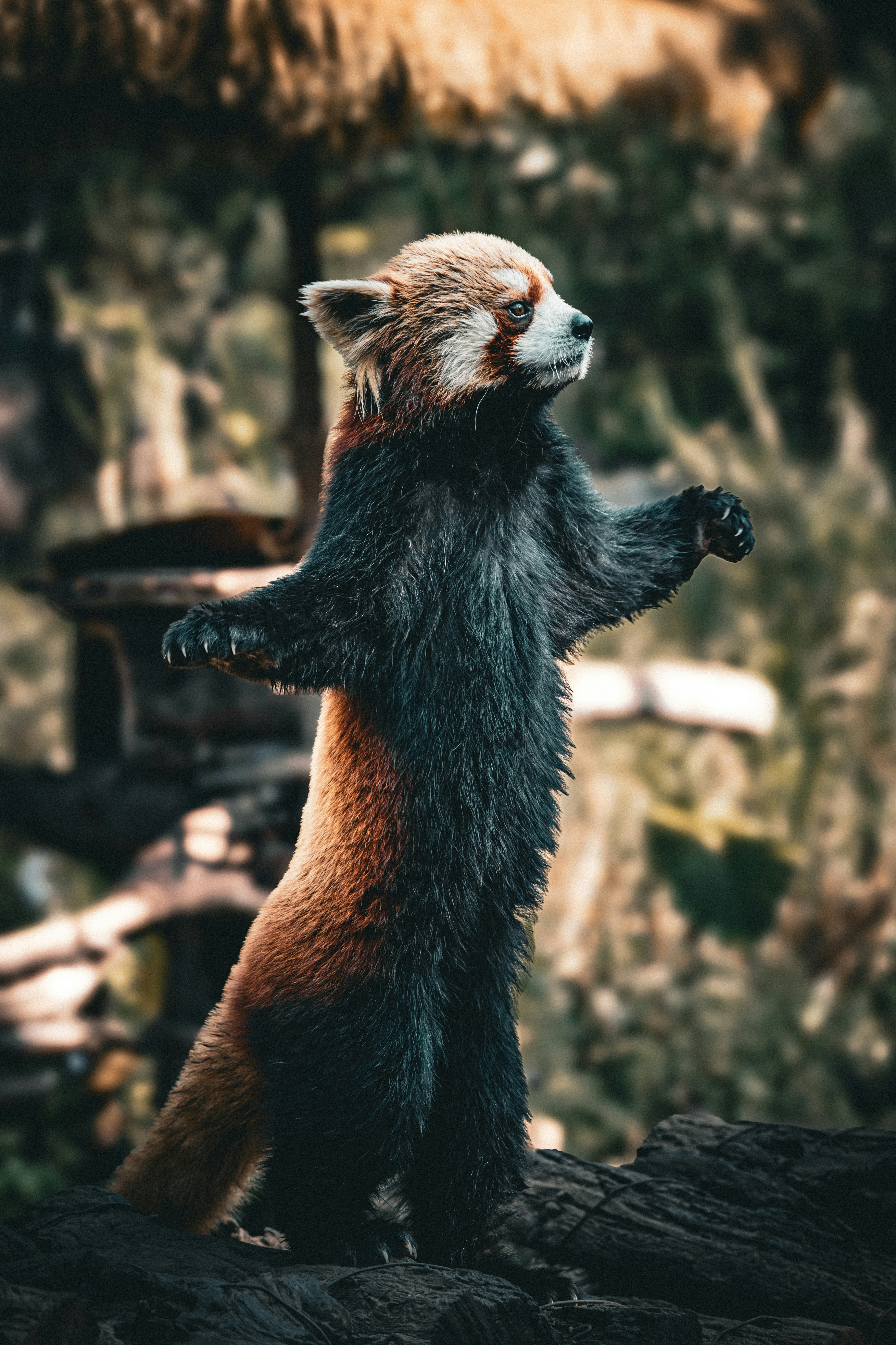 A red panda stands on its hind legs outdoors.