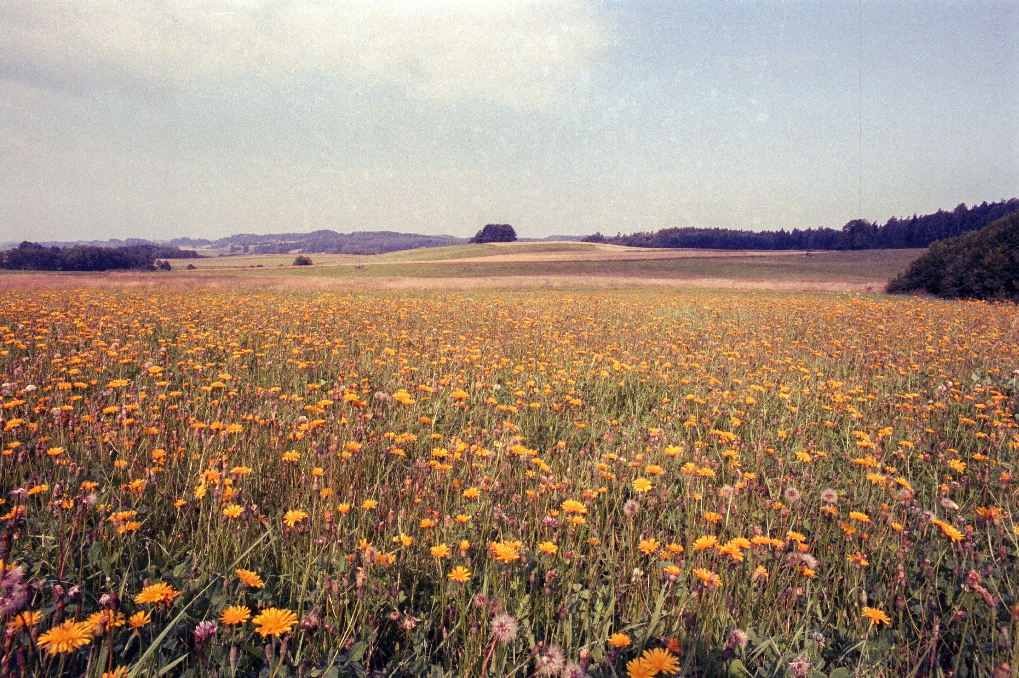 Vast field of blooming yellow wildflowers under a cloudy sky