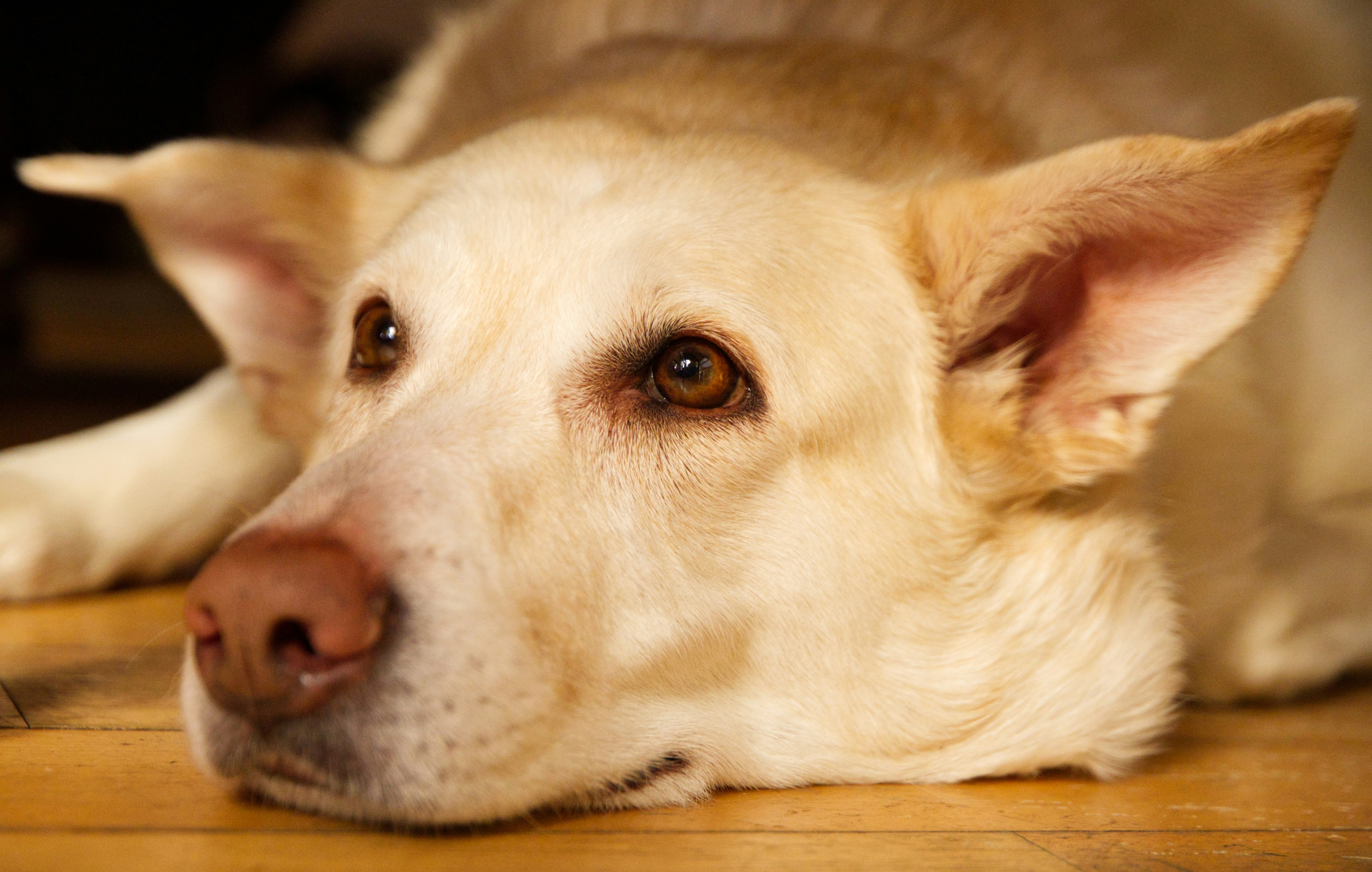 Un gros plan d’un chien clair allongé.