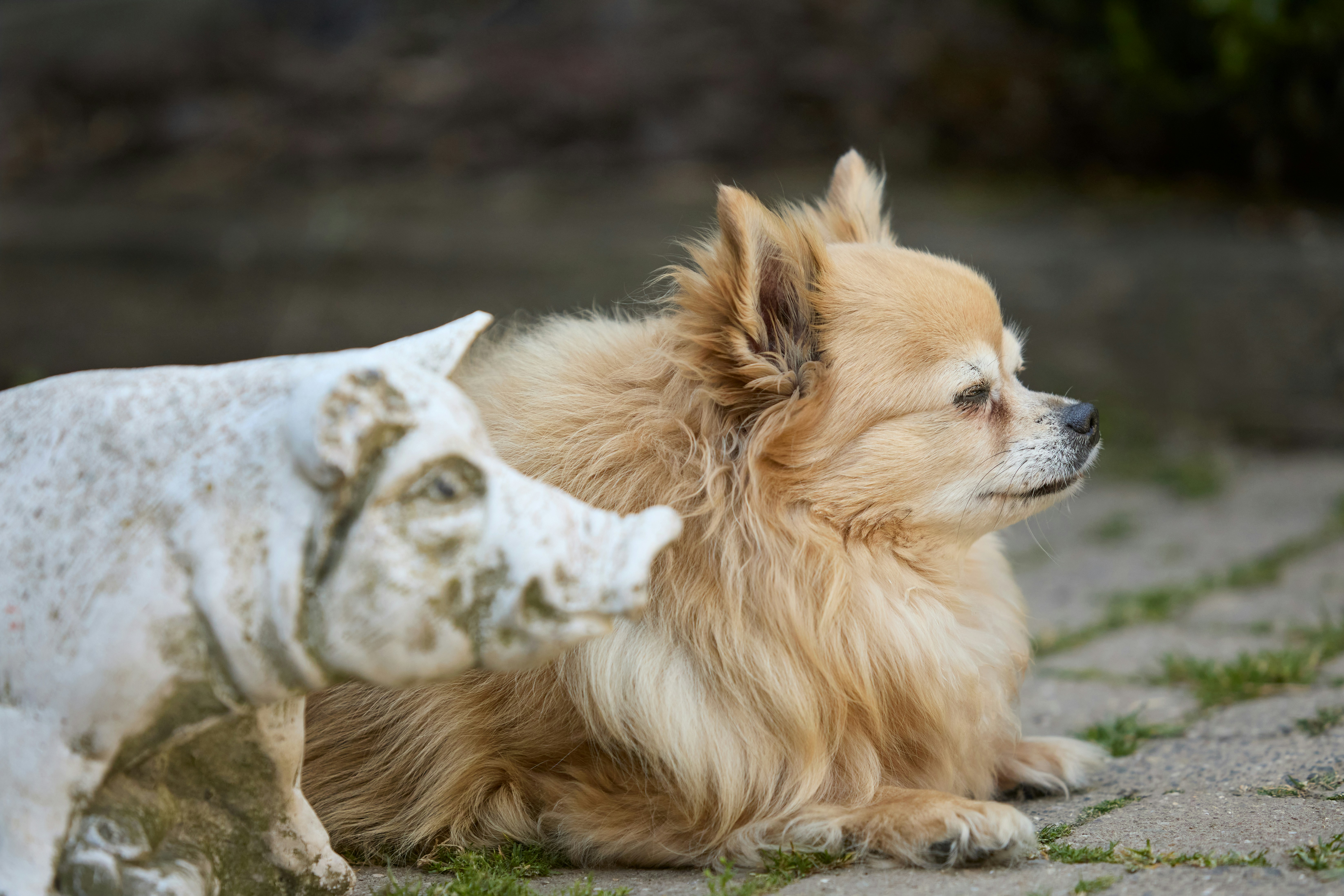 Small fluffy dog lying on a path
